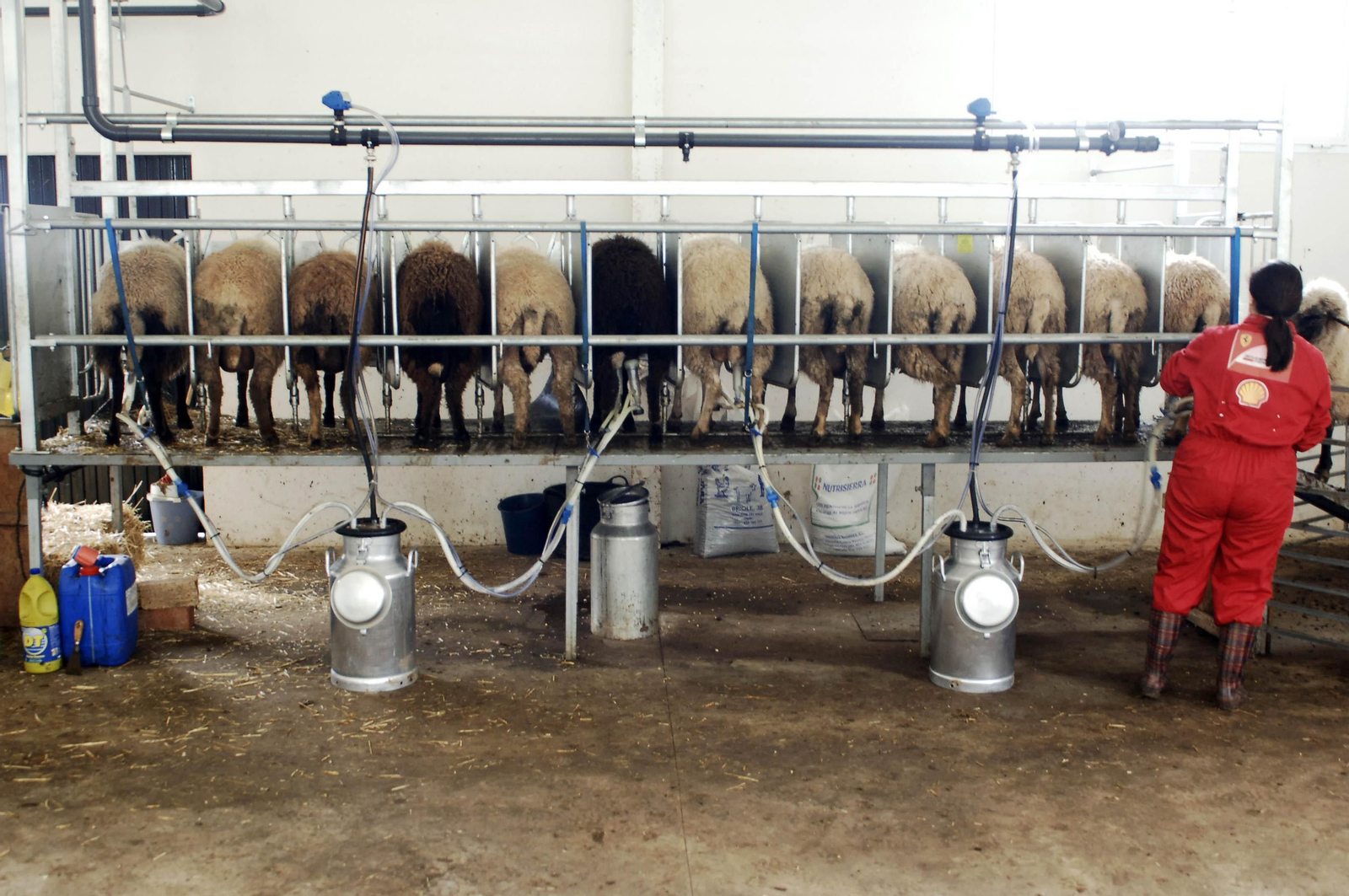 La operaria distribuye los succionadores entre los animales para la extracción de la leche en una explotación de ovejas.