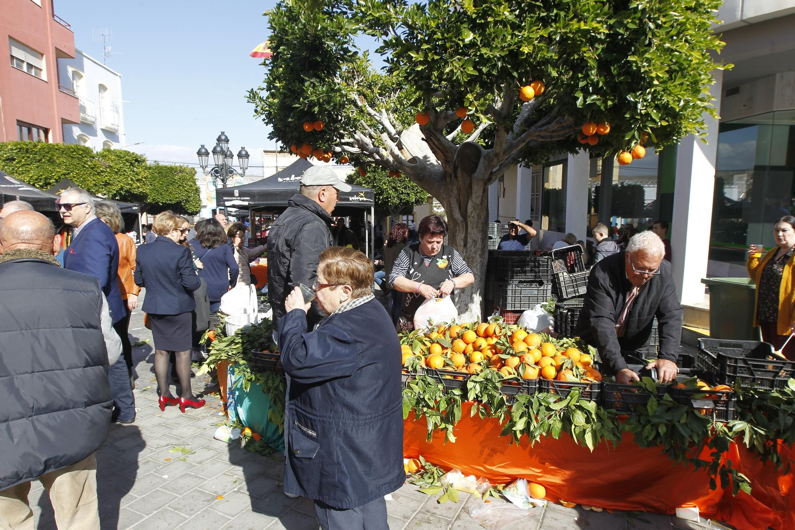 Fotogalería Día de la Naranja en Gádor