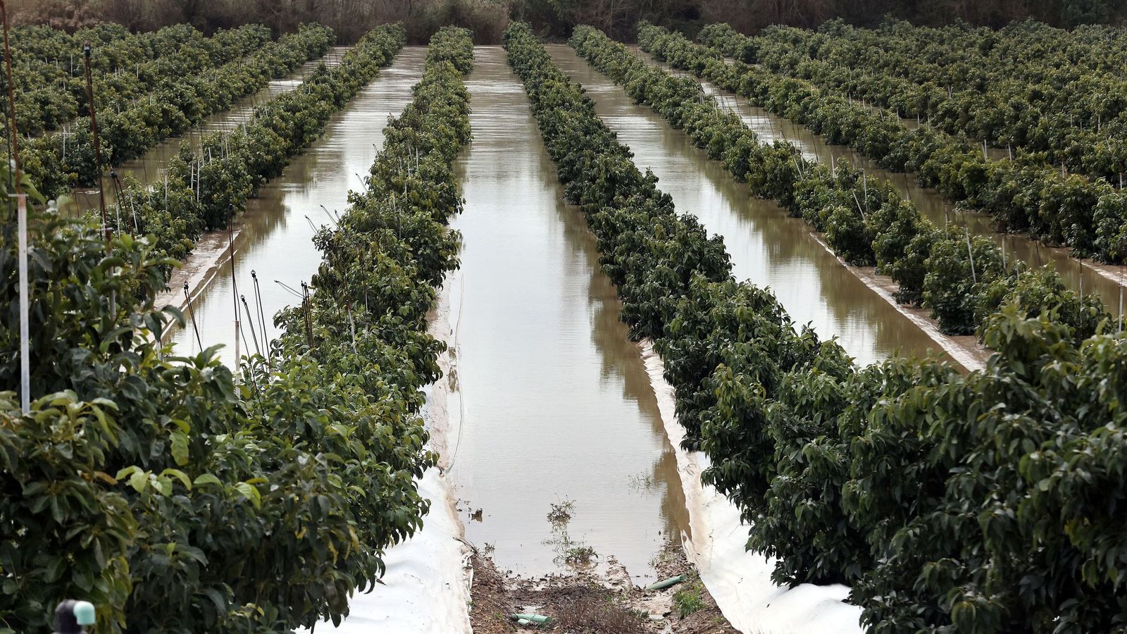 El Guadalete comienza a bajar su nivel poco a poco por la zona rural de Jerez