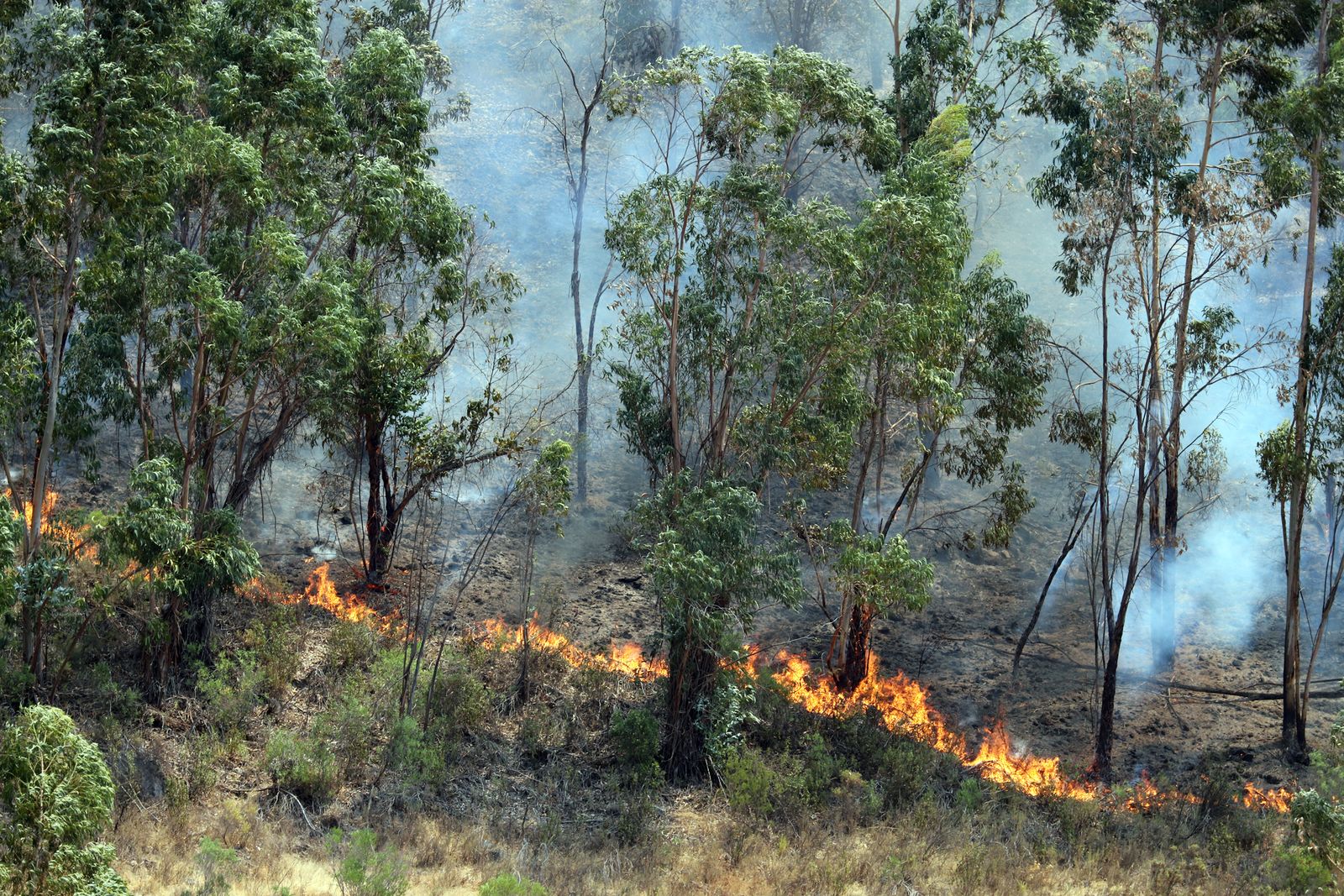 Imágenes de la devastación que deja a su paso el incendio de Almonaster la real.