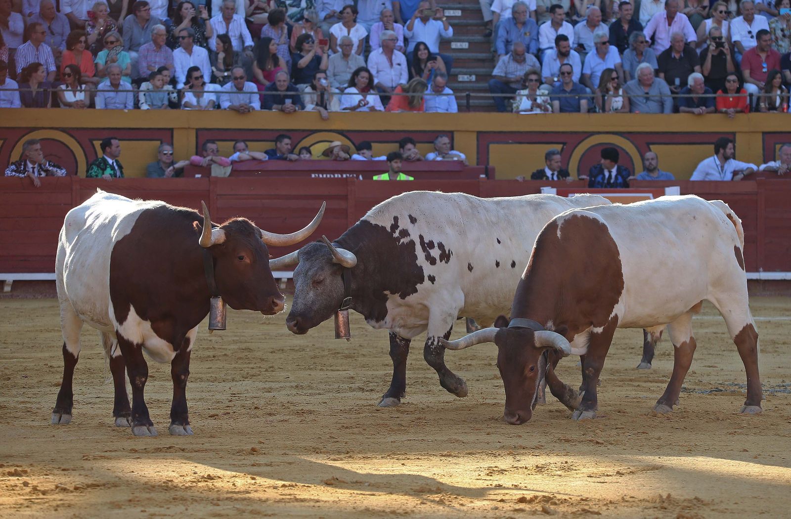 Fotos de la corrida del jueves de la Feria Taurina de Algeciras 2023:  Salvador Vega, Roca Rey y Pablo Aguado