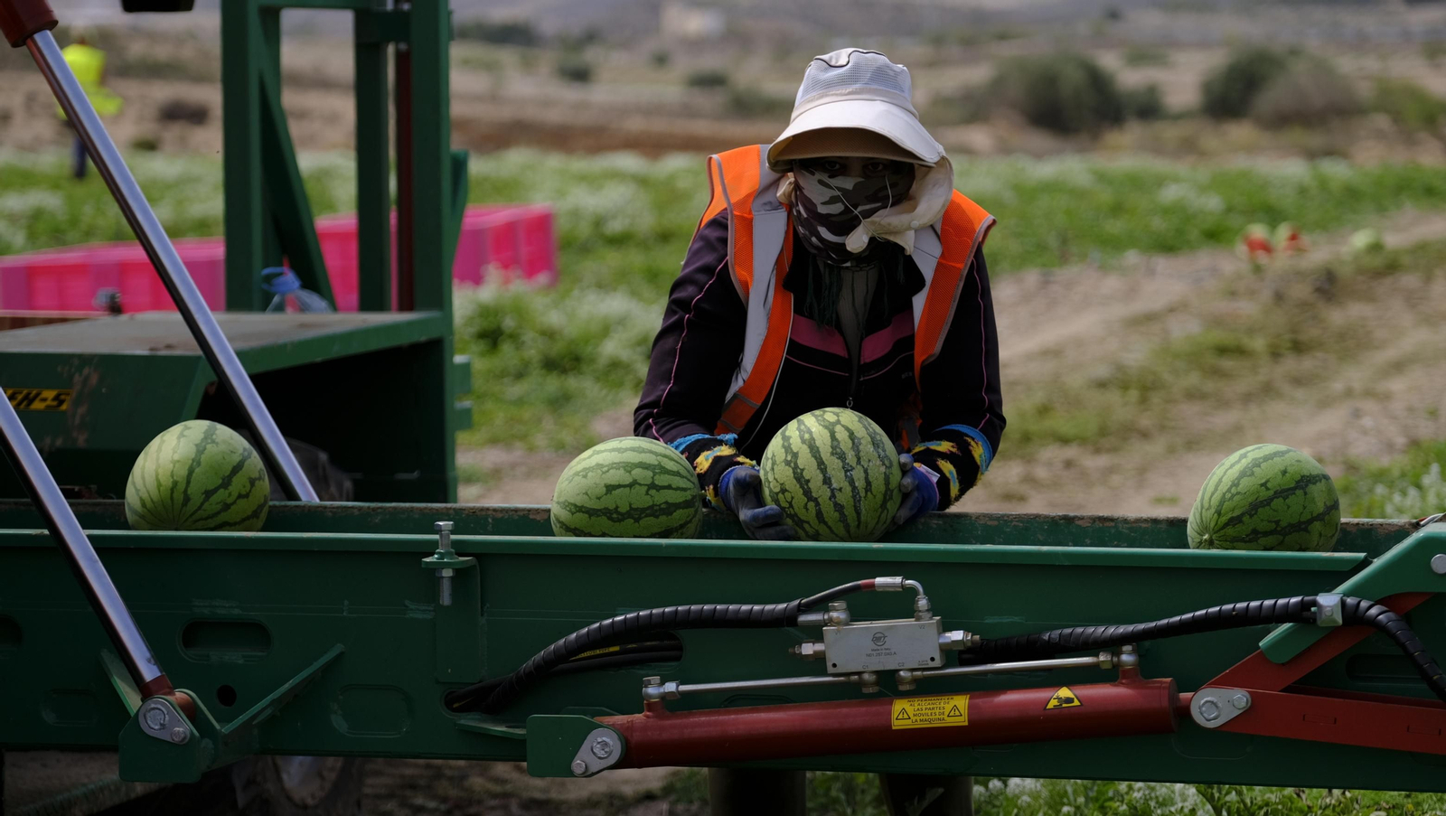 La sandía y el melón de Huércal Overa, manjares en imágenes