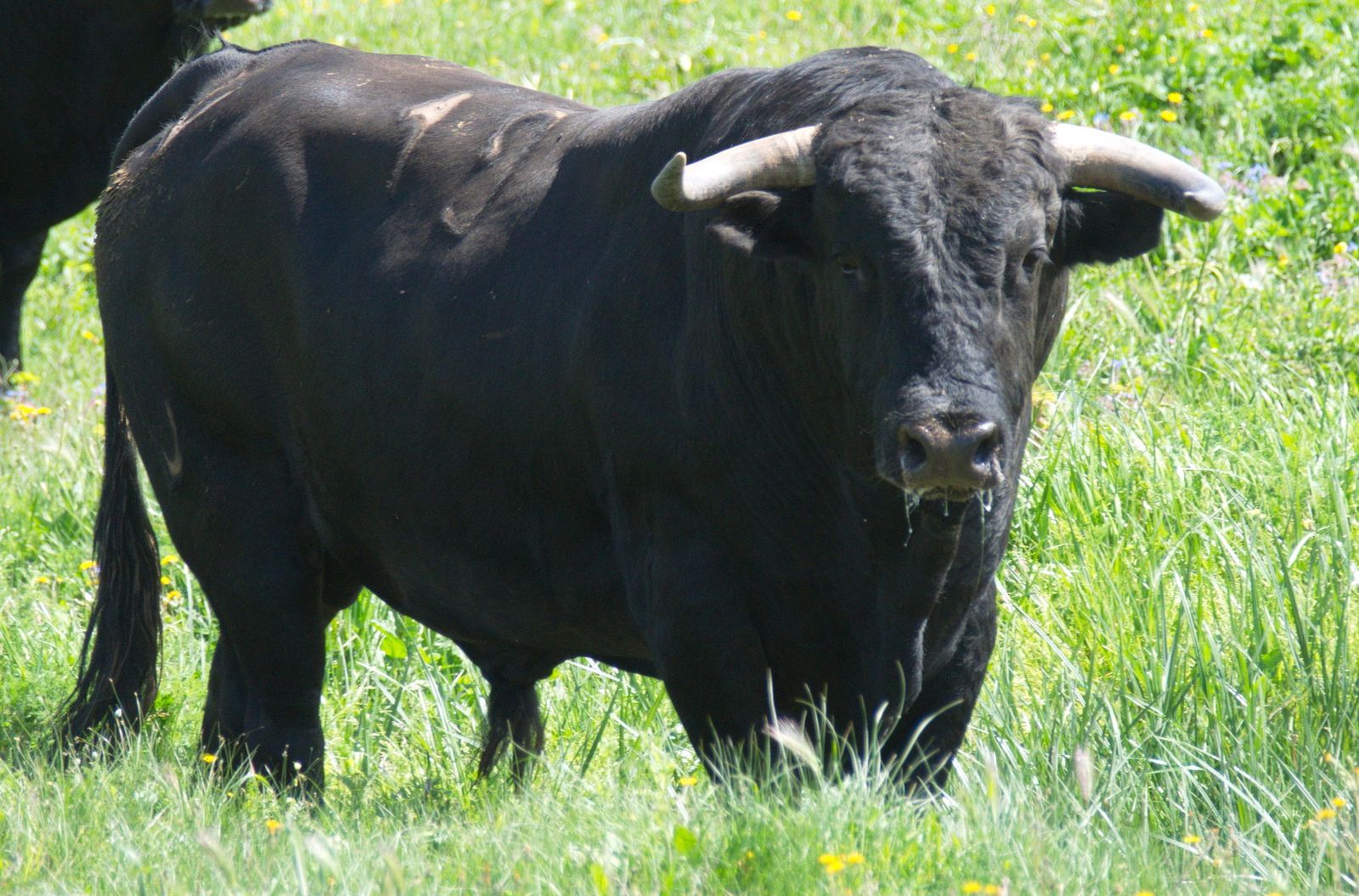 Este es 'Dolido', número 19  y uno de los cuatreños con los que los toros de Cuadri retornan hoy a la temporada onubense con motivo de la feria palerma de San Jorge.