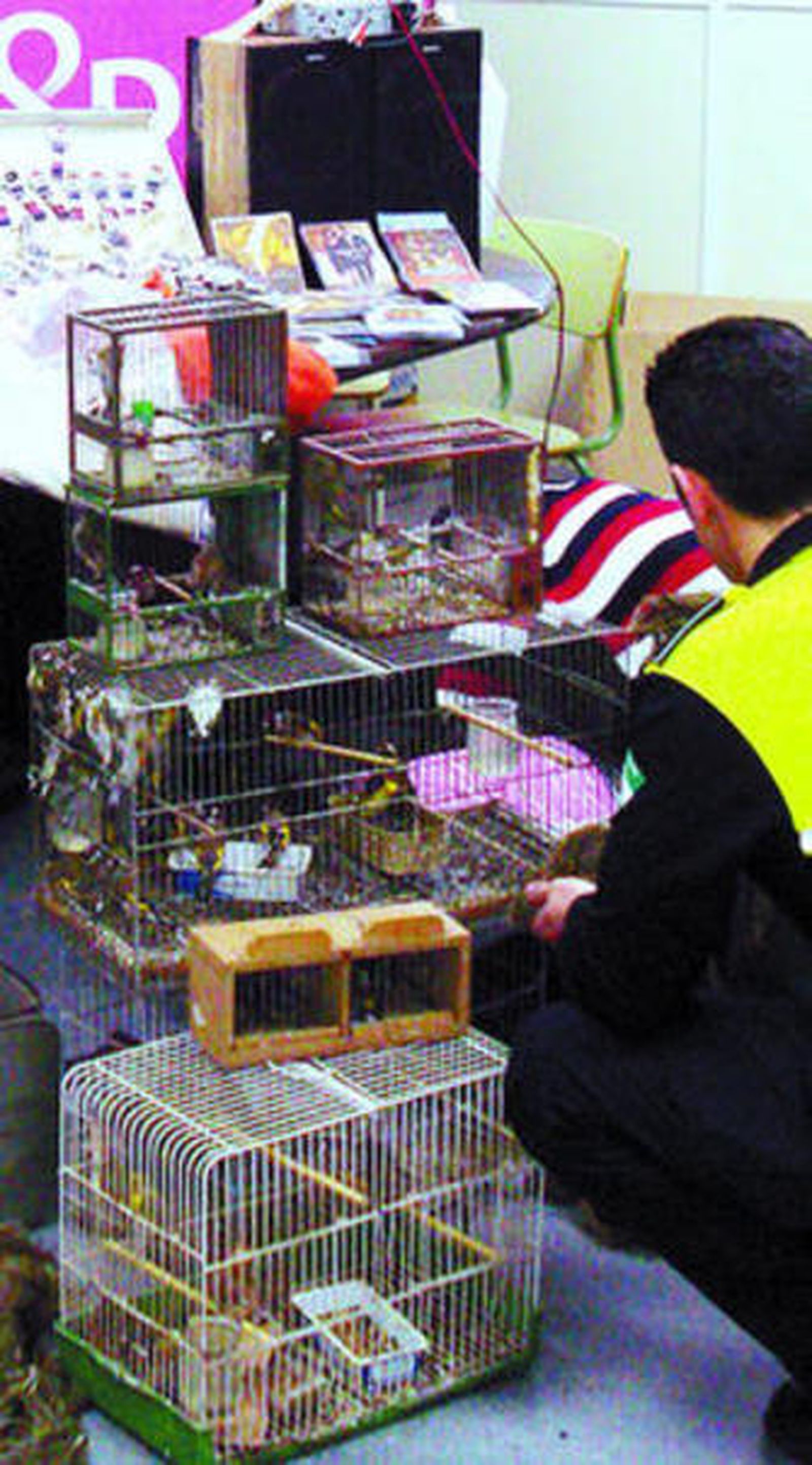 Un policía examina las jaulas de los pájaros.