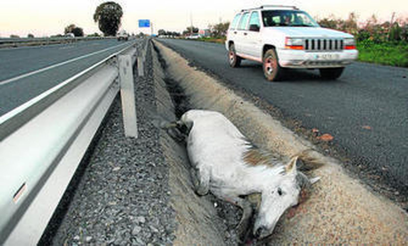 1. El año pasado apareció un caballo muerto en la cuneta de la autovía que une Huelva con Gibraleón. 2. Caballo suelto en la zona de La Ribera.  3. Otro equino pastando en la periferia del municipio . 4. Parte de las instalaciones del centro de acogida que tiene la empresa en el que el Ayuntamiento tiene delegado el Servicio de Recogida, Control y Protección de Animales Abandonados, Vagabundos y Peligrosos, en la zona de la Ribera.  El centro fue inaugurado en 2003.
