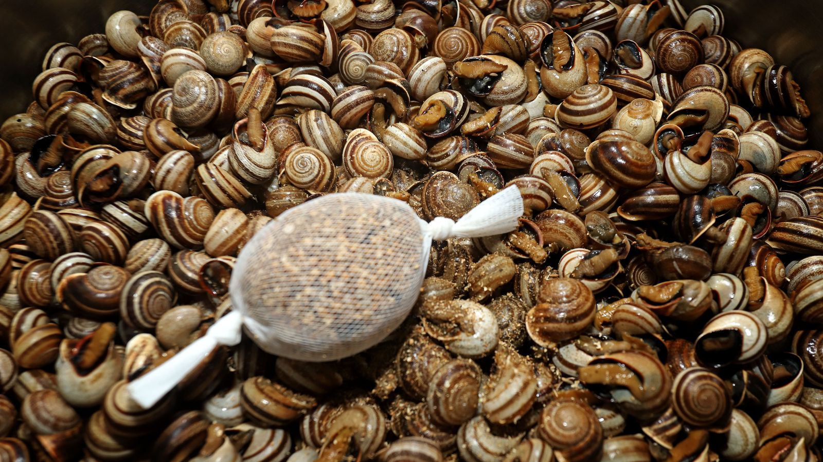 Los mejores caracoles del Campo de Gibraltar