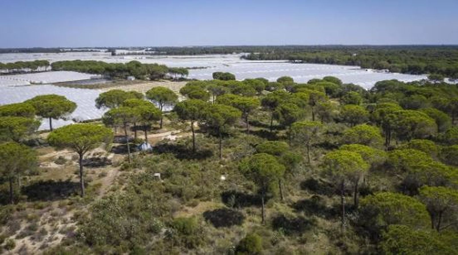 Vista aérea de explotaciones freseras de la provincia de Huelva rodeadas de pinares no declarados como zonas de regadío y cultivables.