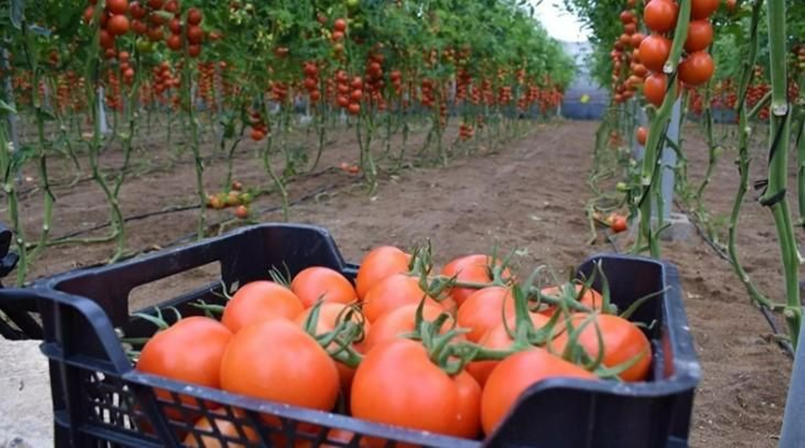 Cultivo del tomate en un invernadero de Almería. Cultivo del tomate en un invernadero de Almería.