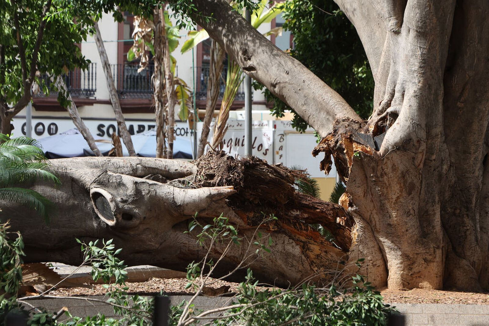 Primer plano del ficus de la Encarnación que perdió parte de su estructura el domingo 17 de septiembre.