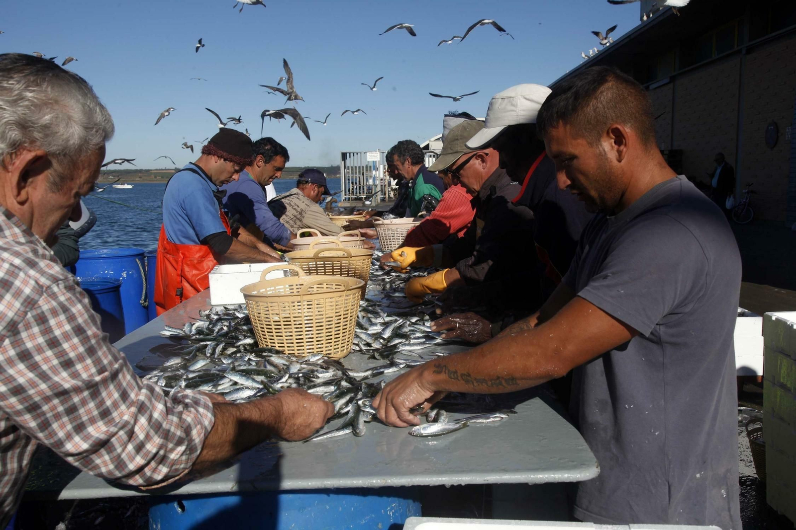 Clasificación de sardinas en el puerto pesquero de la provincia onubense.