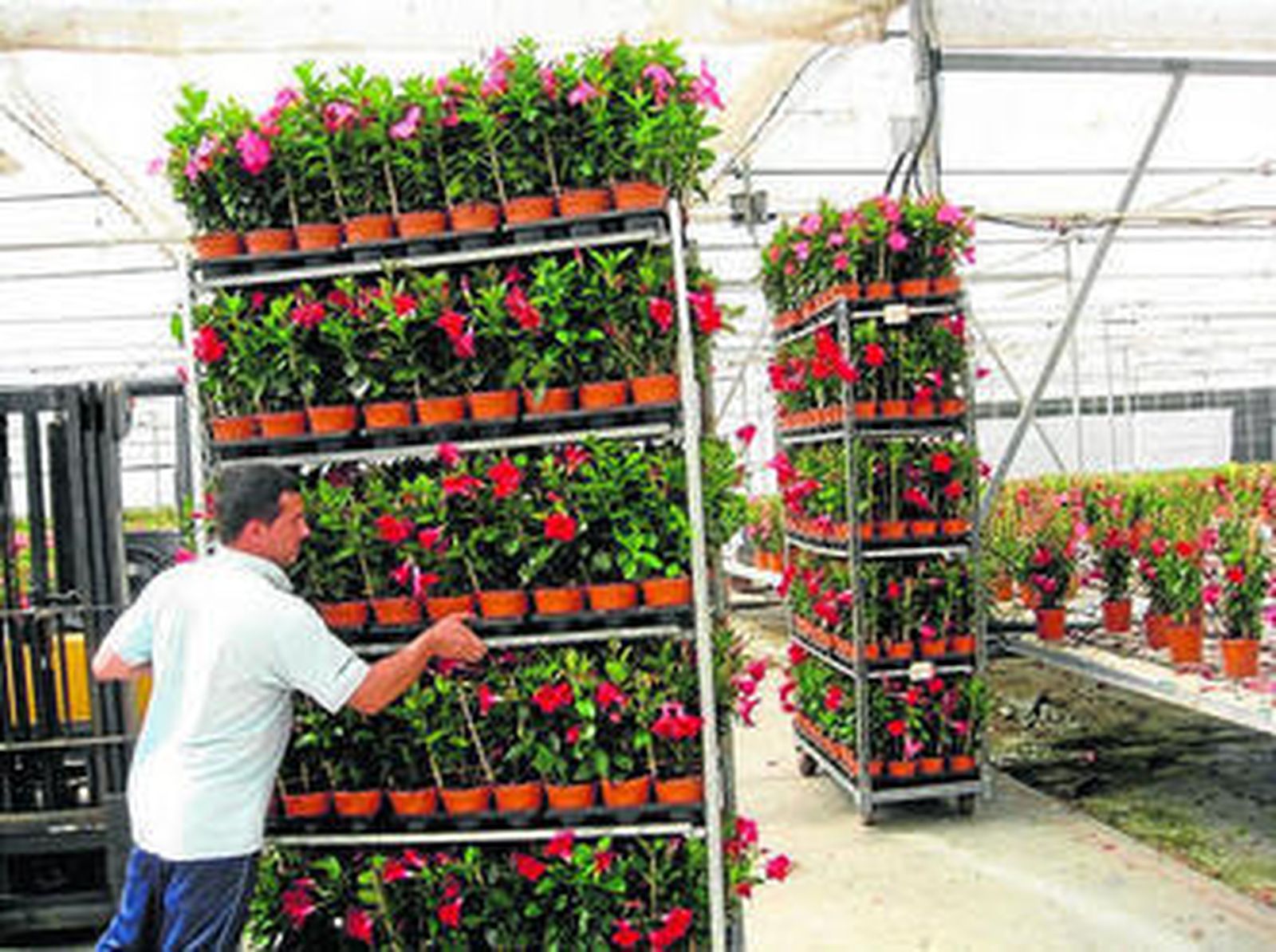 Un hombre transporta plantas de dipladenia en el semillero Laimund.