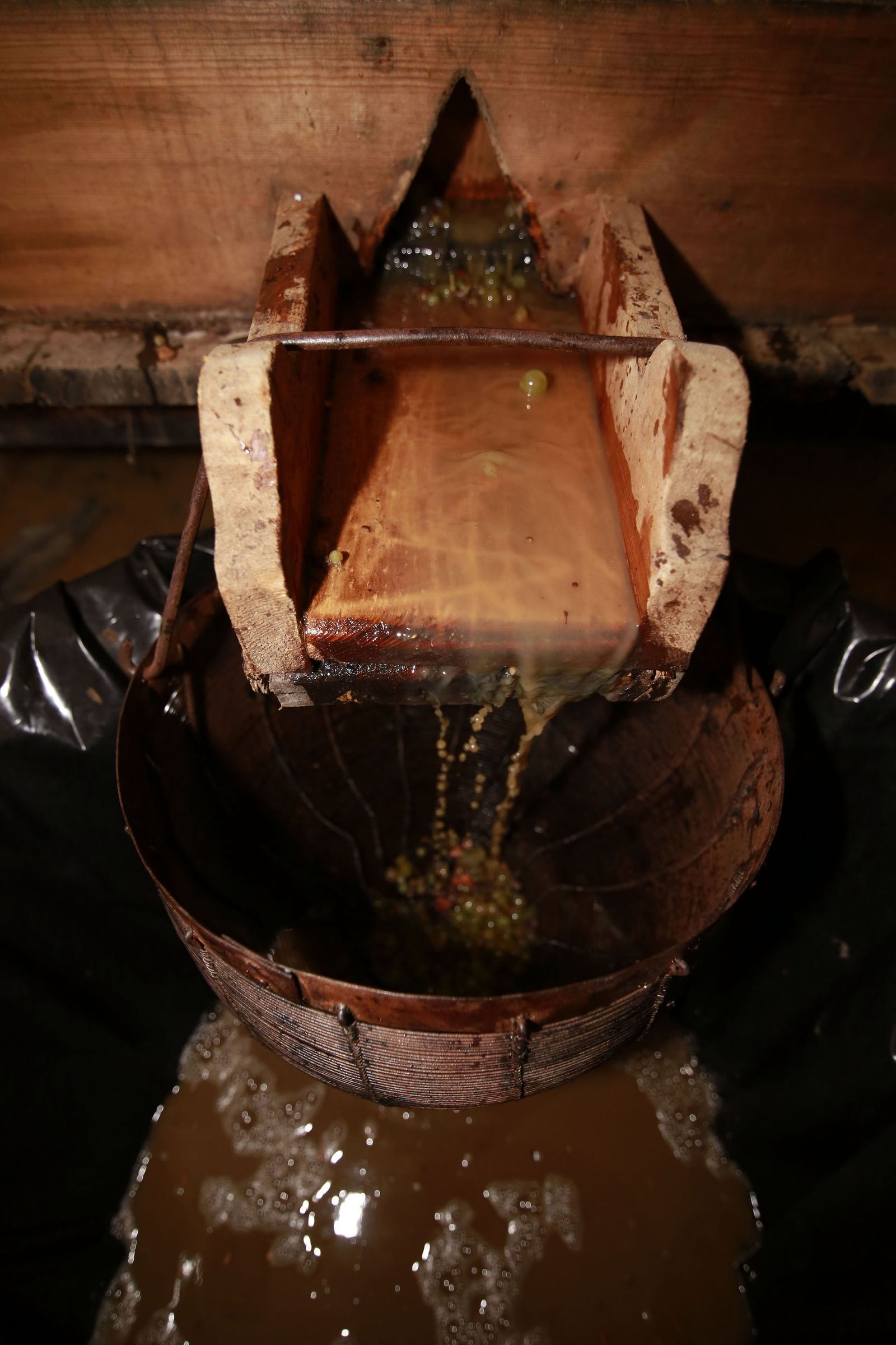 Vendimia y pisa de la uva tradicional en Viña El Corregidor de Bodegas Luis Pérez