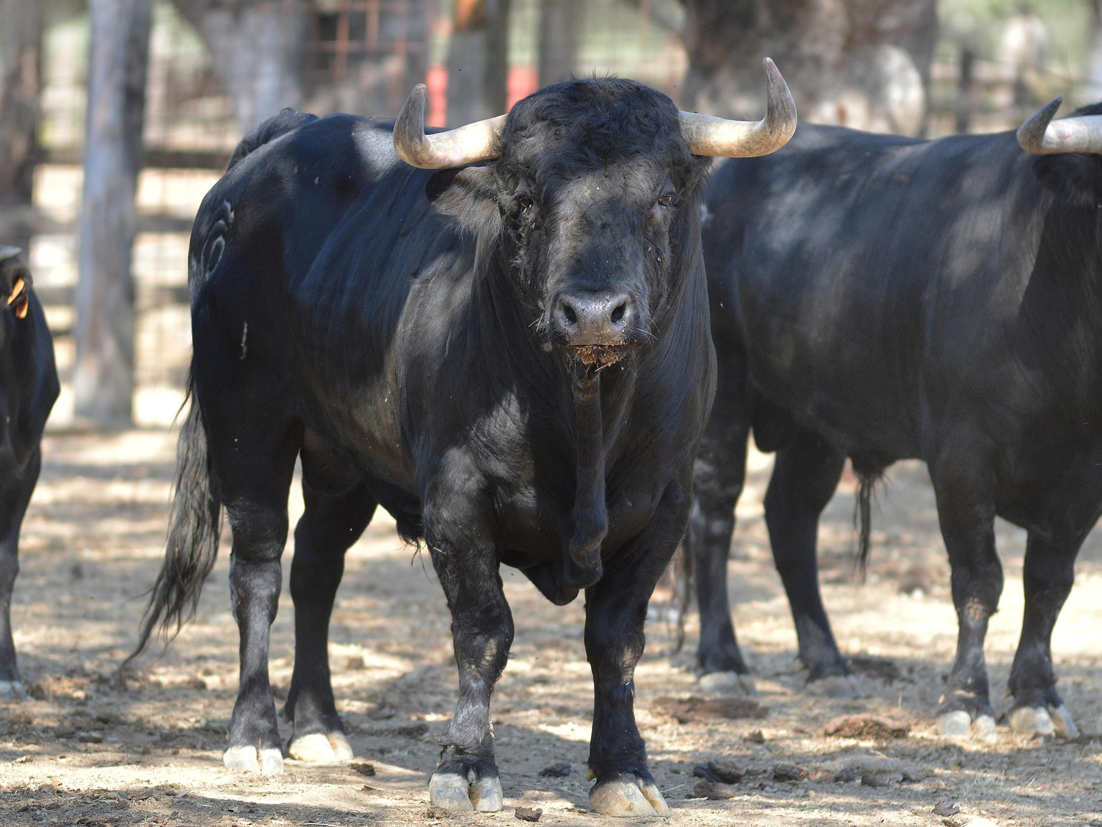 Uno de los ejemplares que componen el encierro de Albarreal que hoy sustenta el apartado ganadero en el Coso de los Arrepentidos.