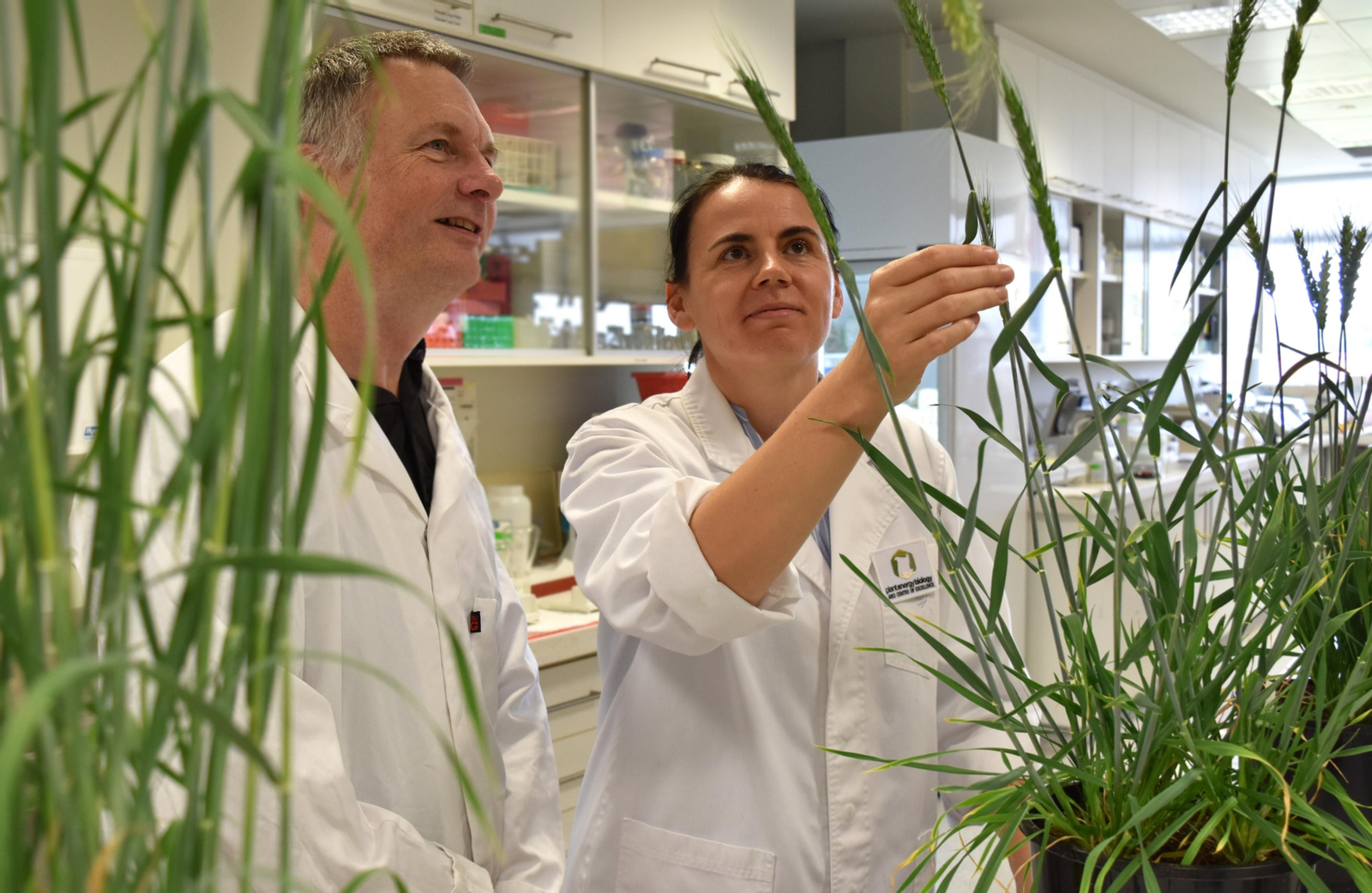 Los profesores Ian Small y Joanna Melonek en el laboratorio con las muestras de trigo híbrido.