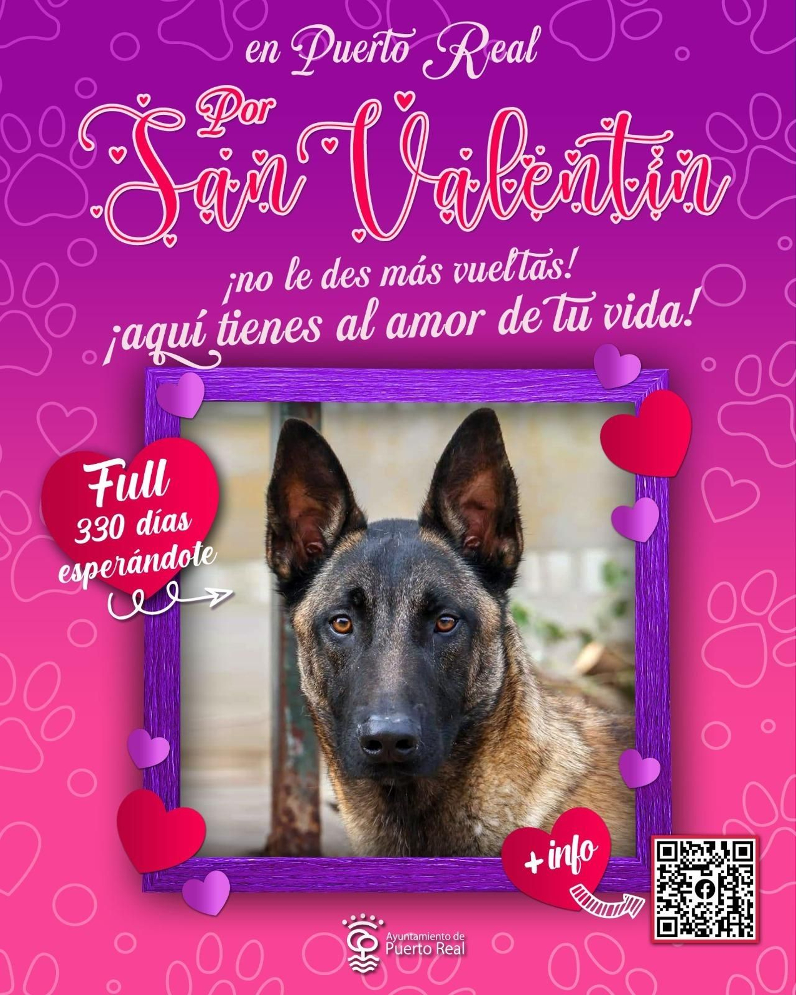 Mascota a la espera de ser adoptada