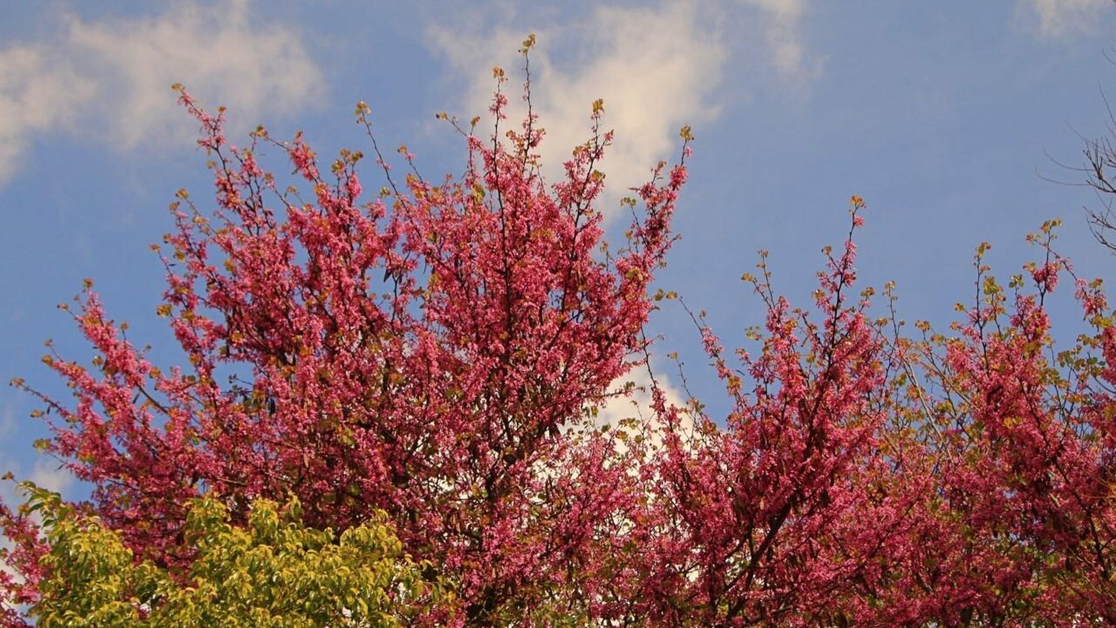 Un ejemplar en San Benito.