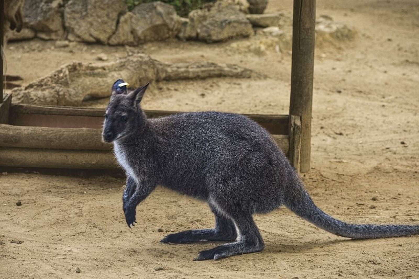El canguro capturado en Jerez, en una imagen compartida por el Zoo.