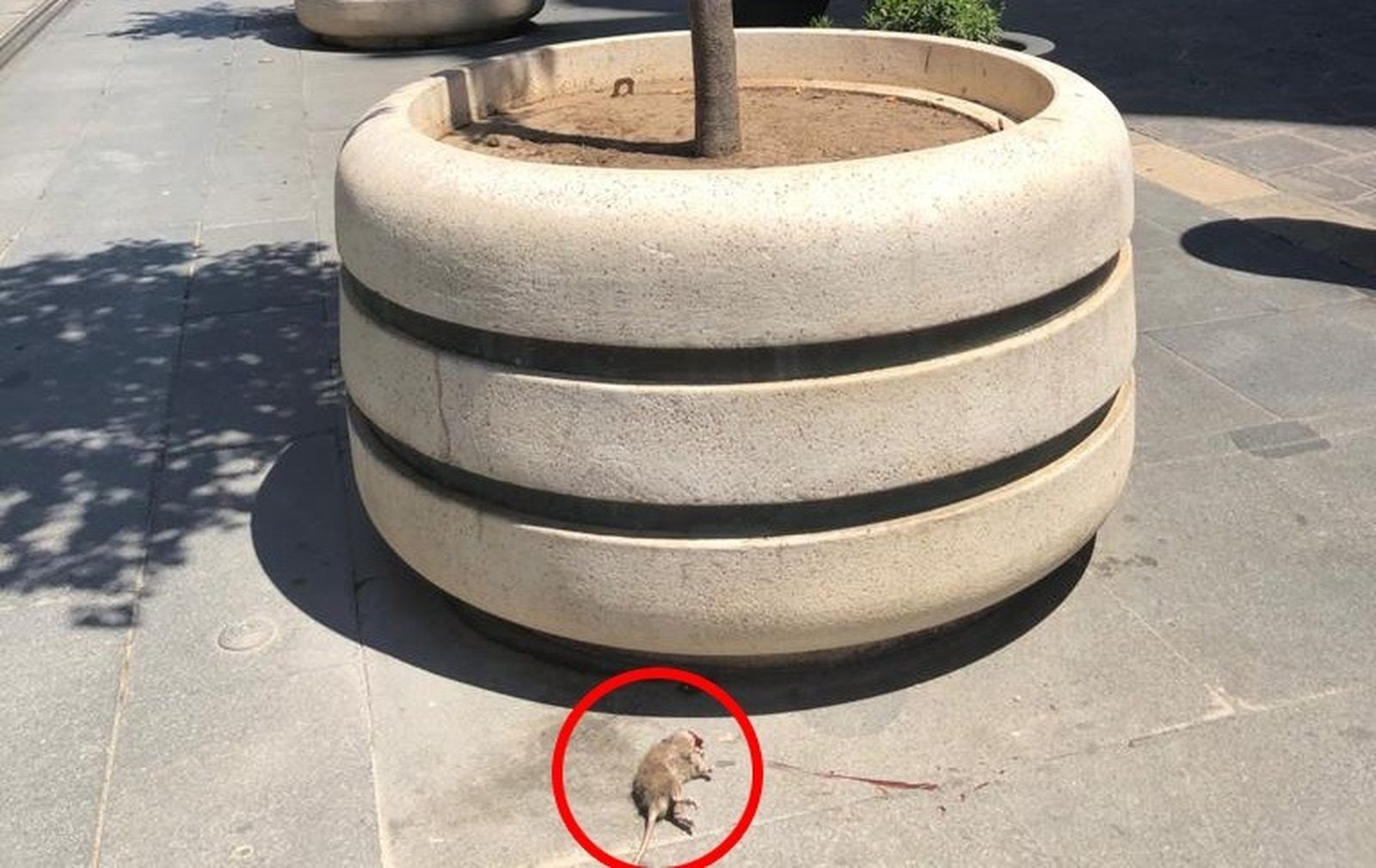 Rata muerta junto a un macetero de la Avenida de la Constitución el pasado domingo