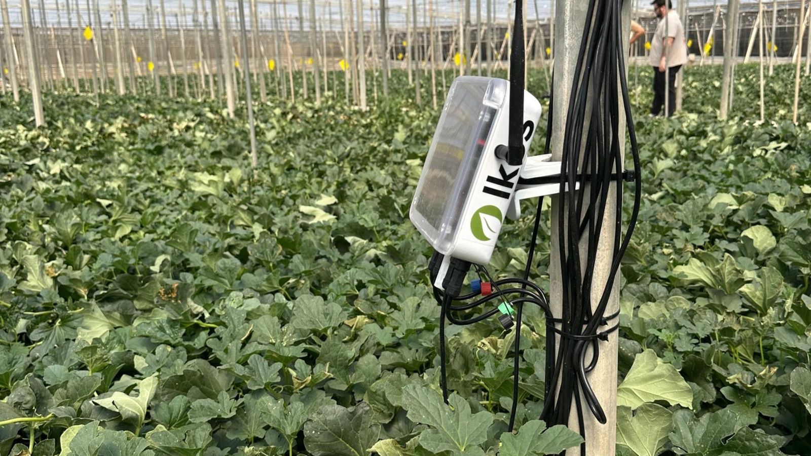 Sensores de Ikos Advanced en un cultivo.