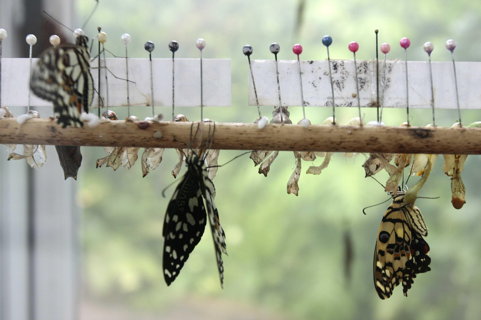 Mariposario del Parque de las Ciencias de Granada