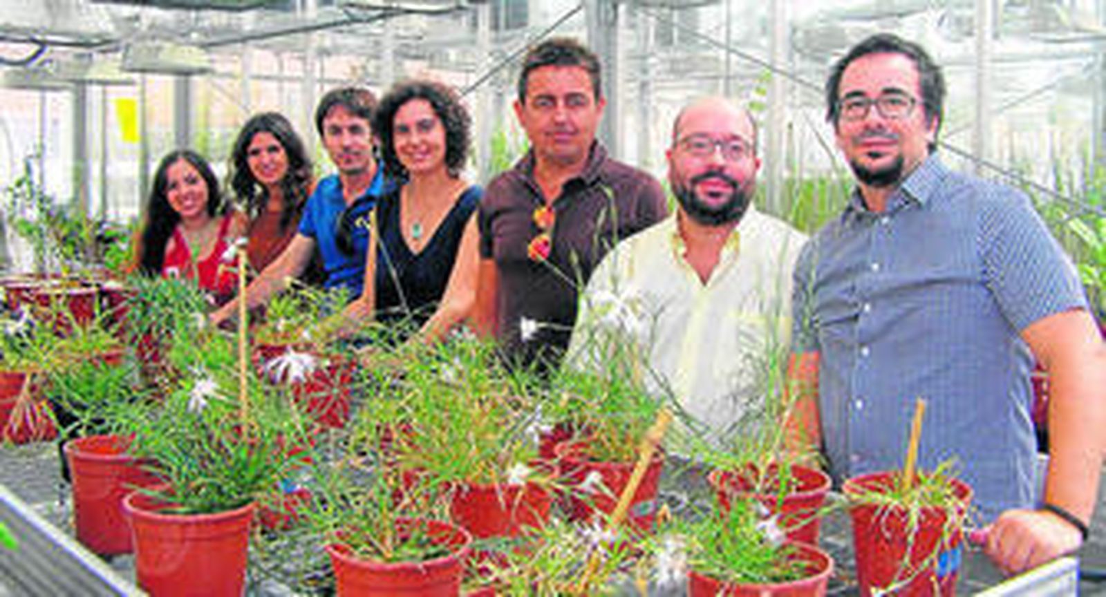 El ocaso del clavel silvestre