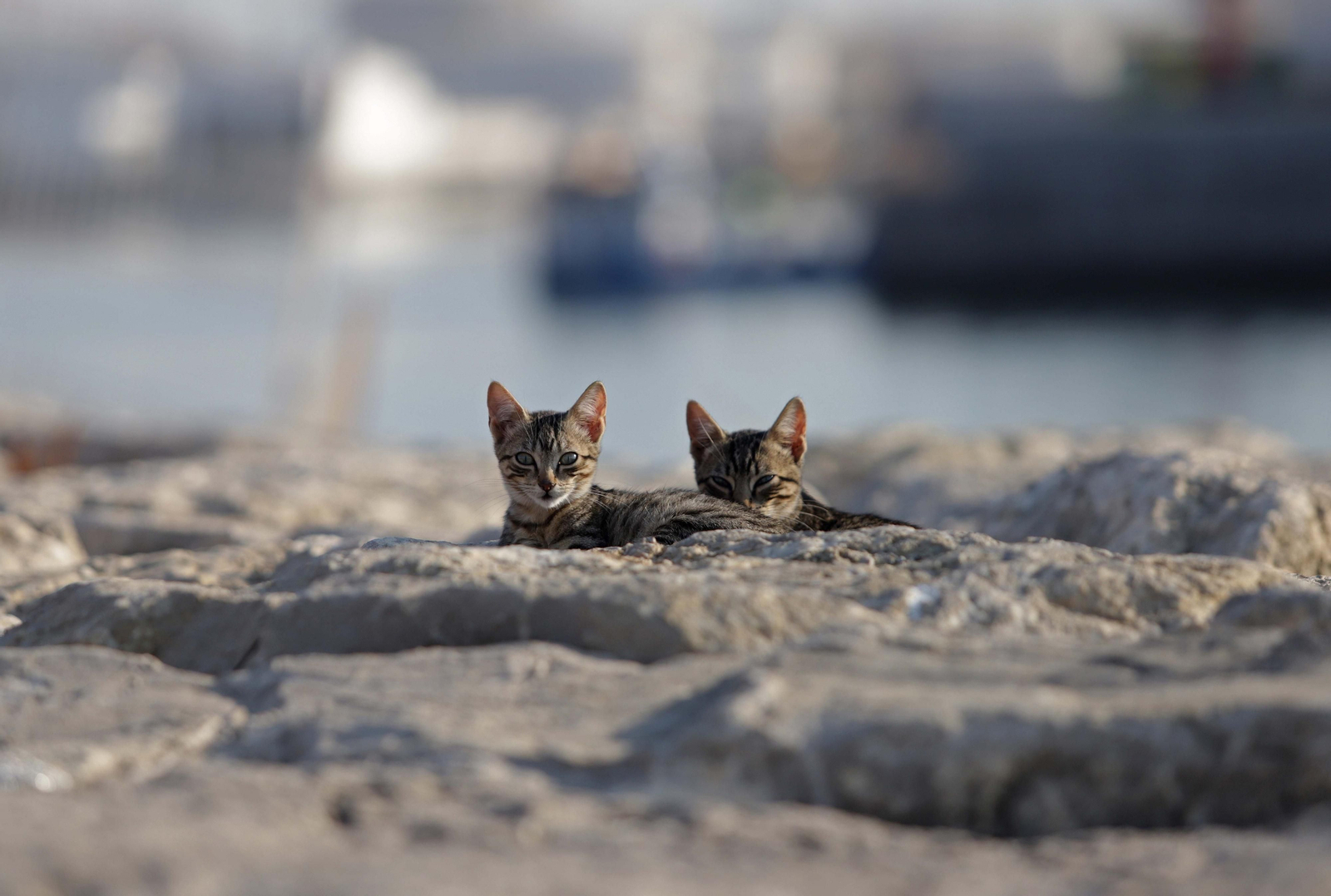 Gatos en la dársena de El Saladillo.