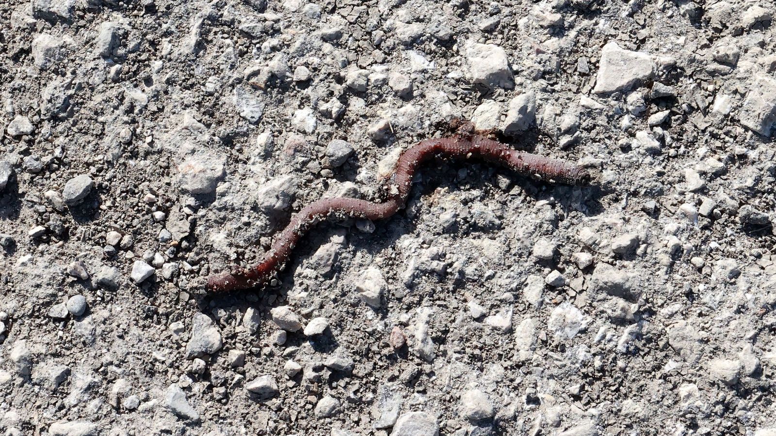 Así está la depuradora de Jerez