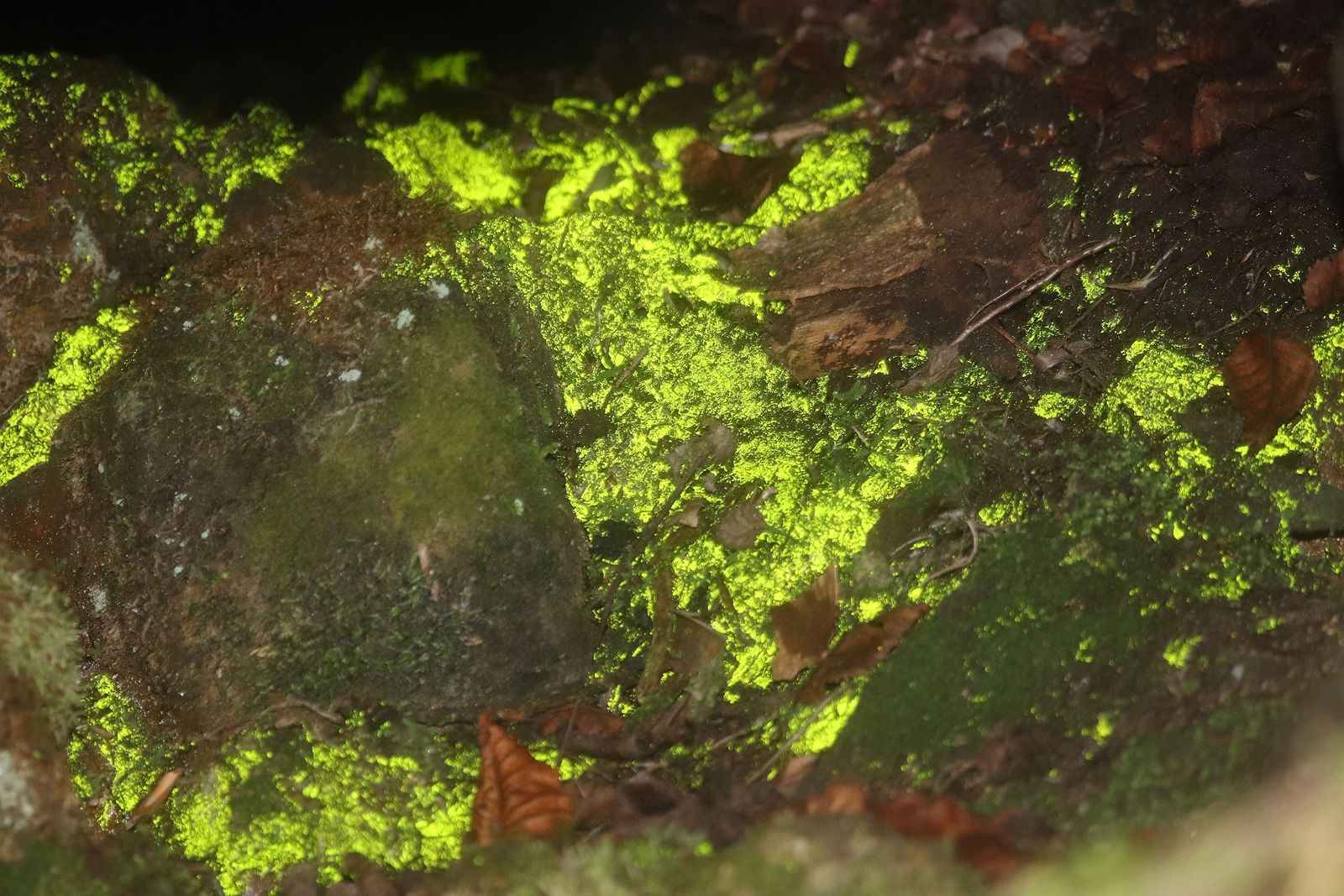 El 'oro de los duendes' en una cueva