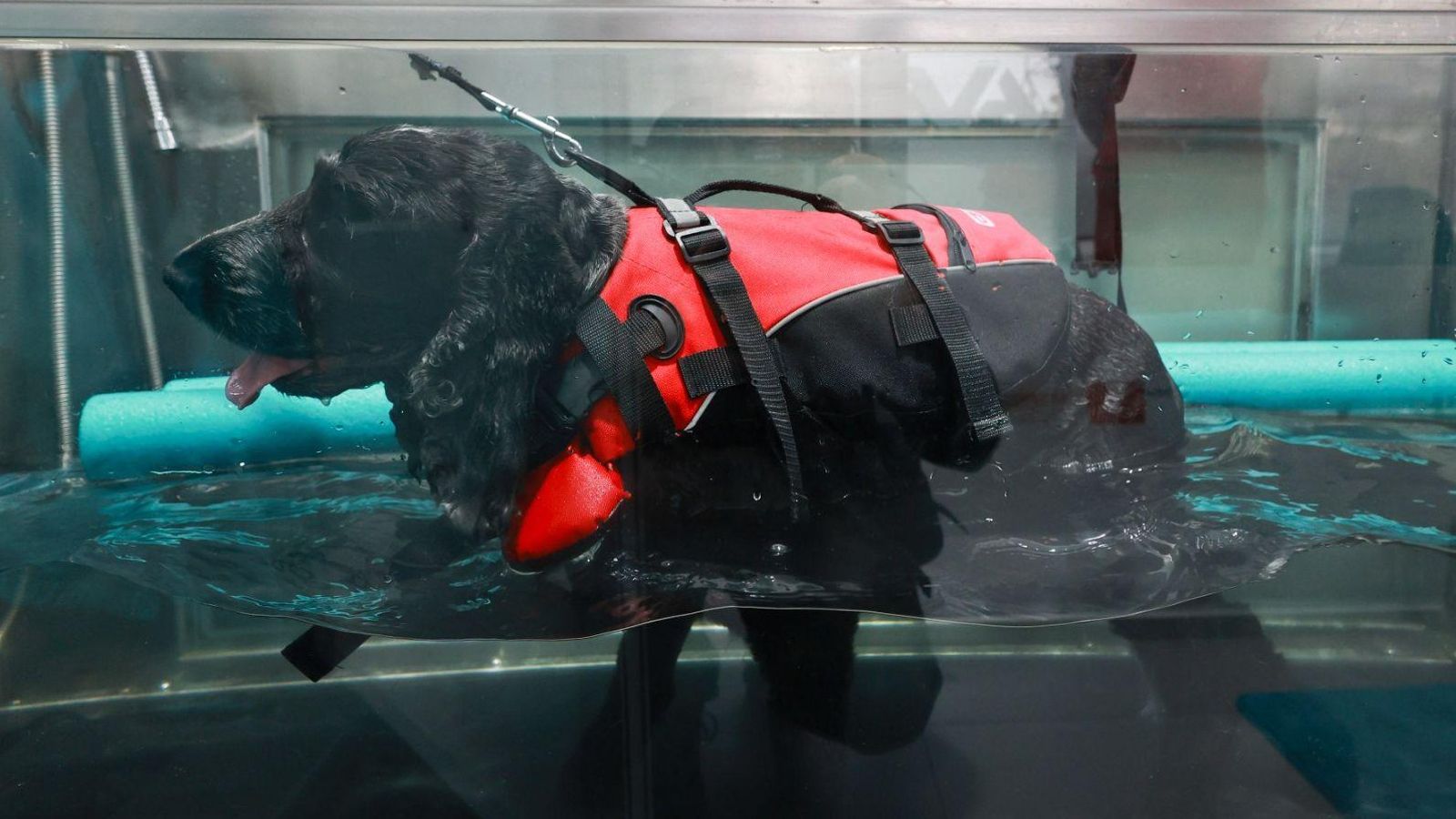 Un perro siendo tratado en una piscina