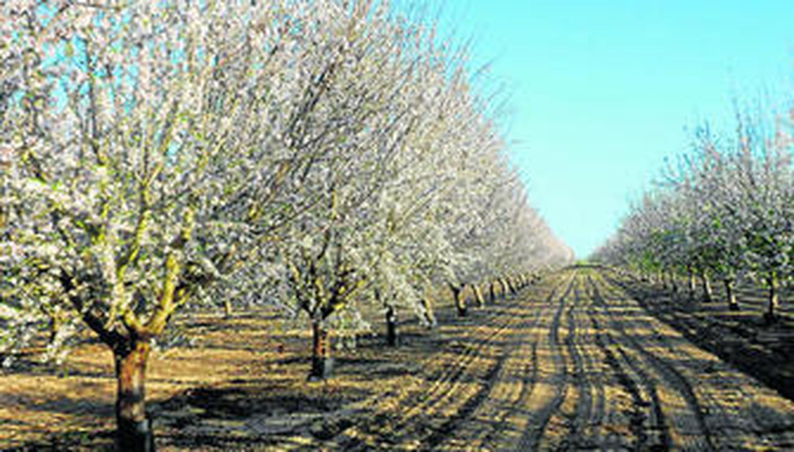Plantación de almendro de la cooperativa Agroquivir, en Sevilla.