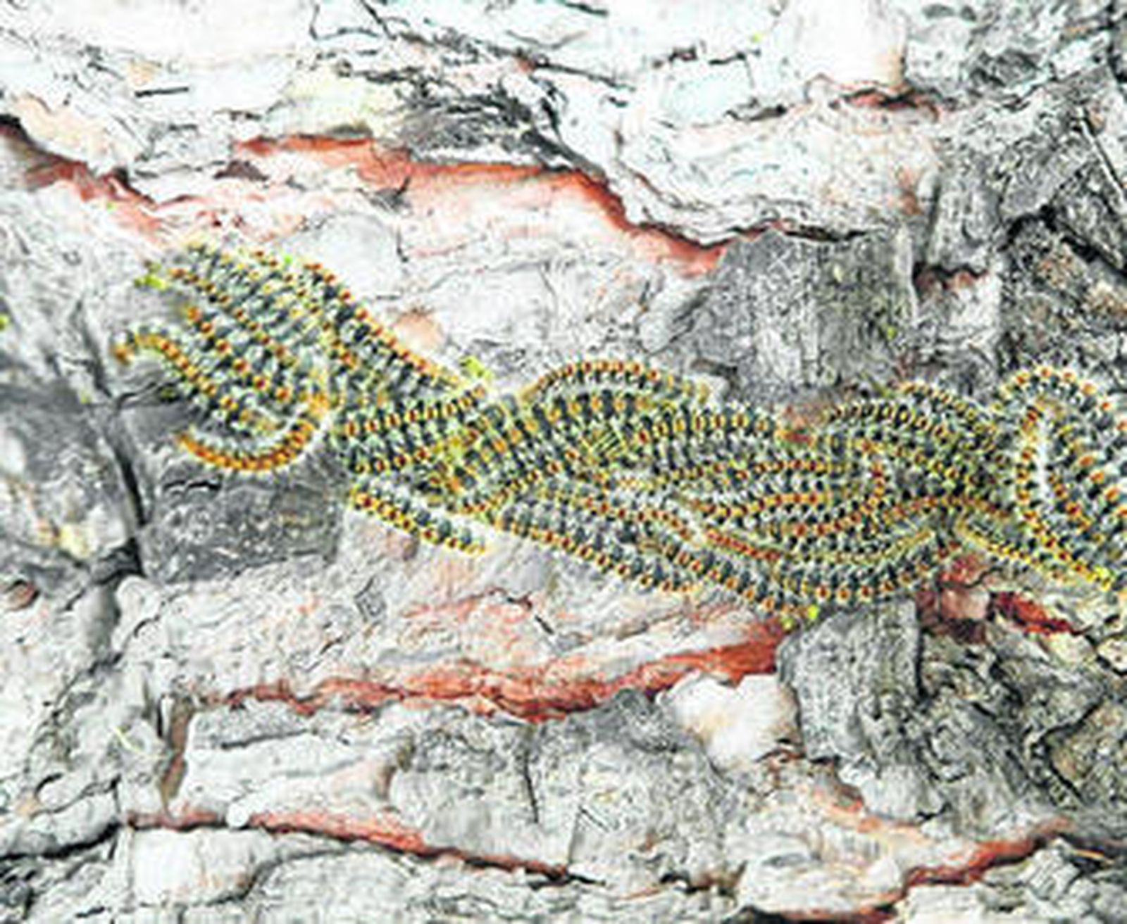 Procesionarias, en un pino junto a los jardines municipales.