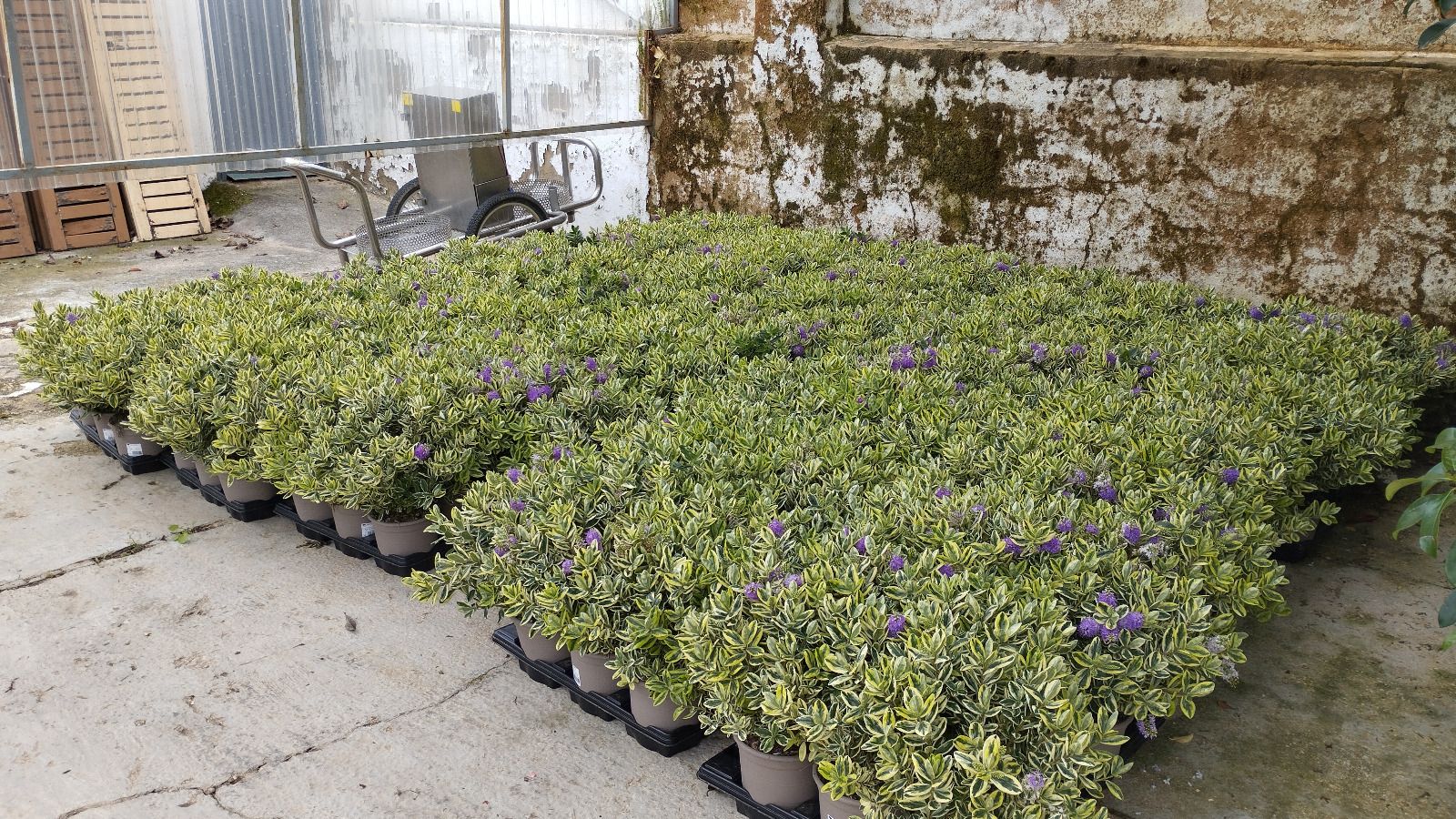 Flores del Vivero municipal que se plantarán en Huelva.