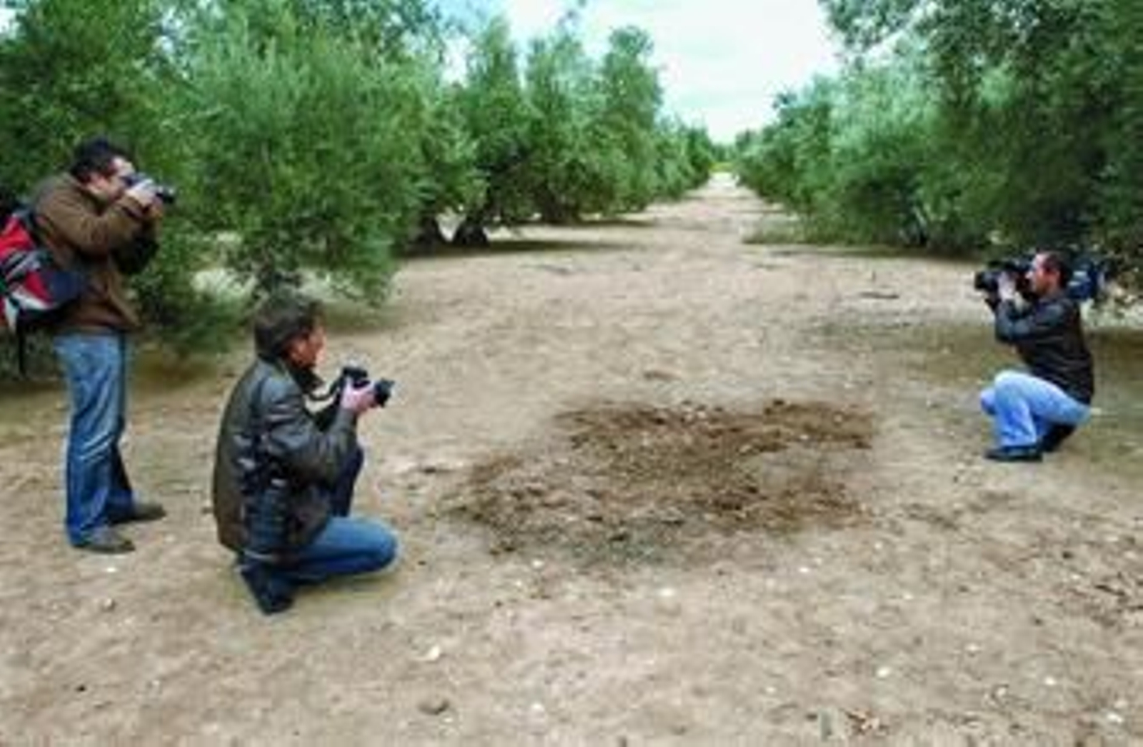 Varios reporteros gráficos toman imágenes del olivar de Jaén en el que apareció el cadáver, ayer.