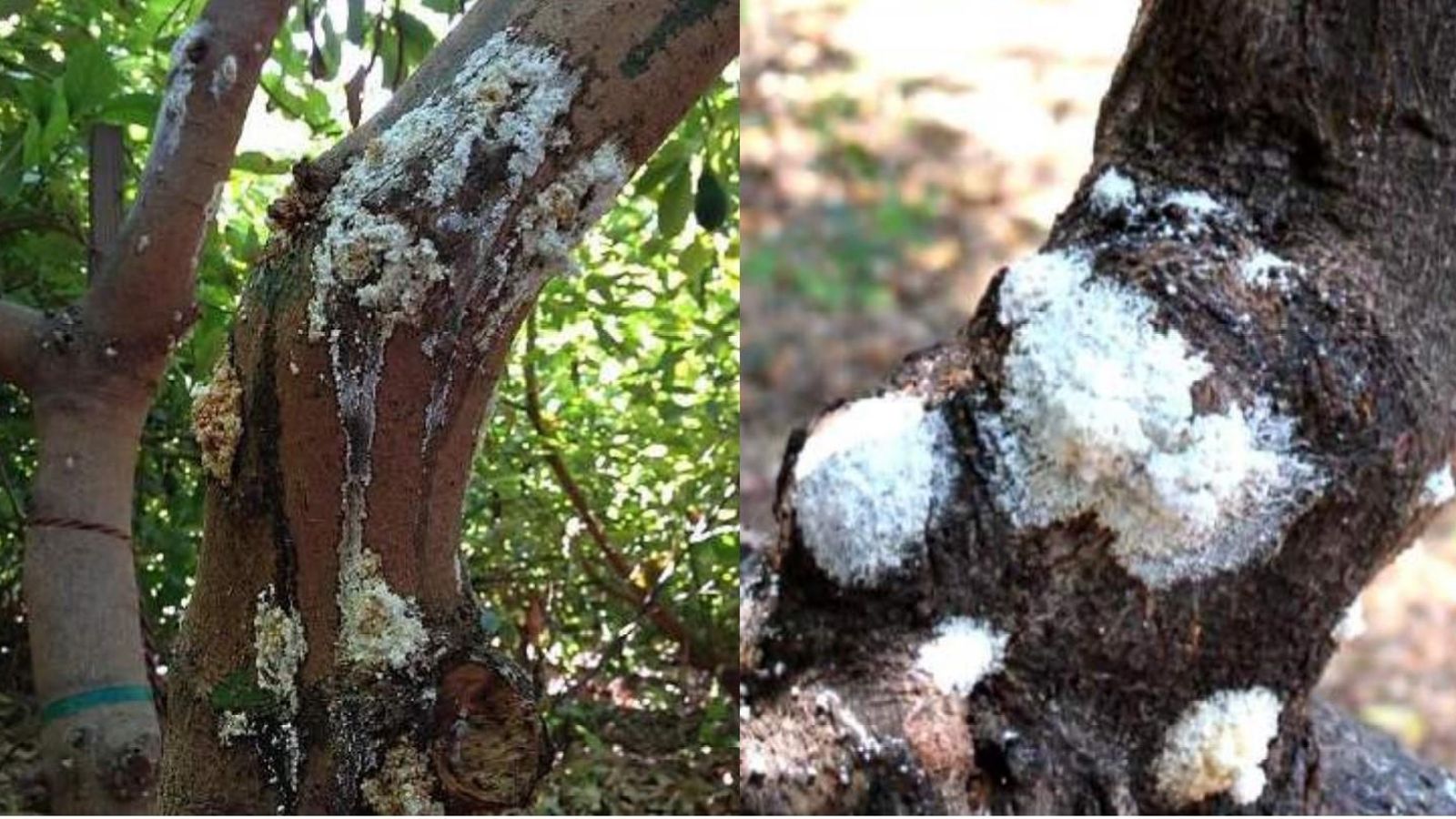 Exudado seco o húmedo en forma de "volcanes de azúcar" en aguacate