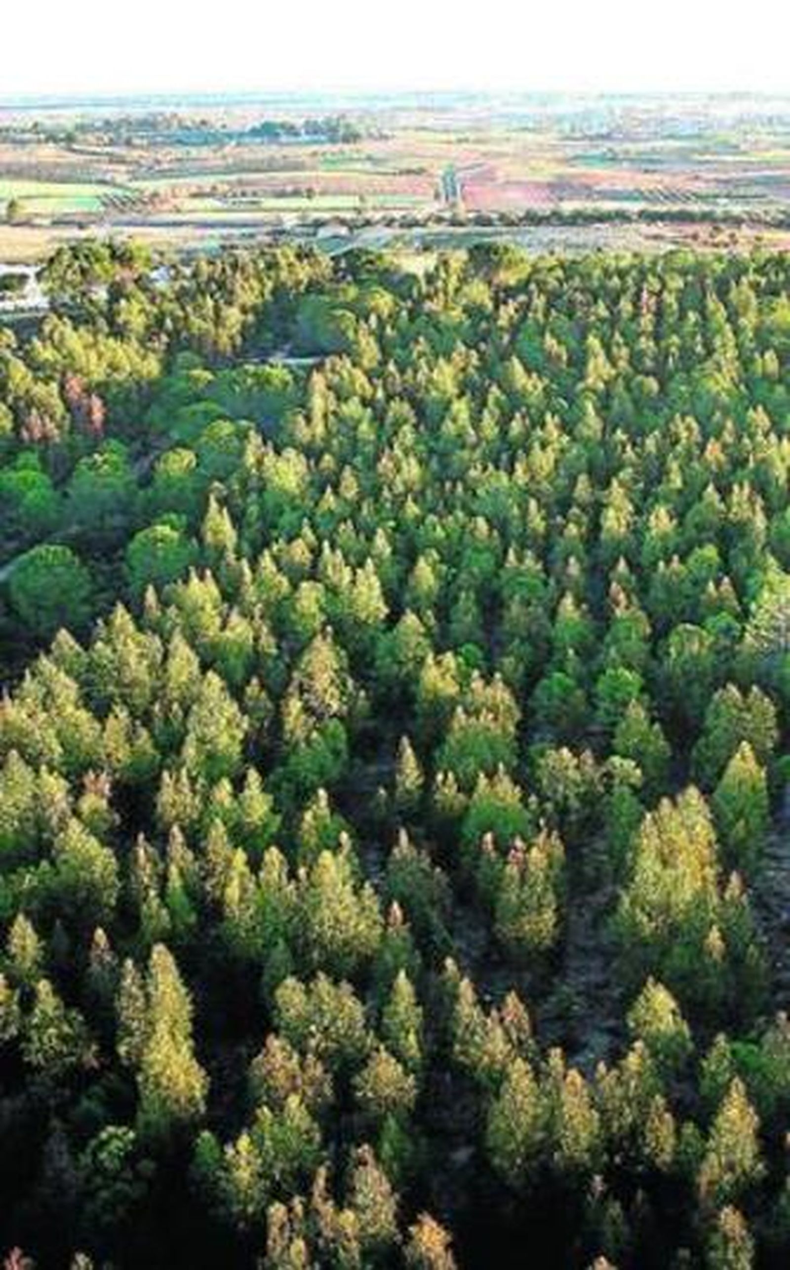 Parte de la masa forestal de la comarca de Doñana.