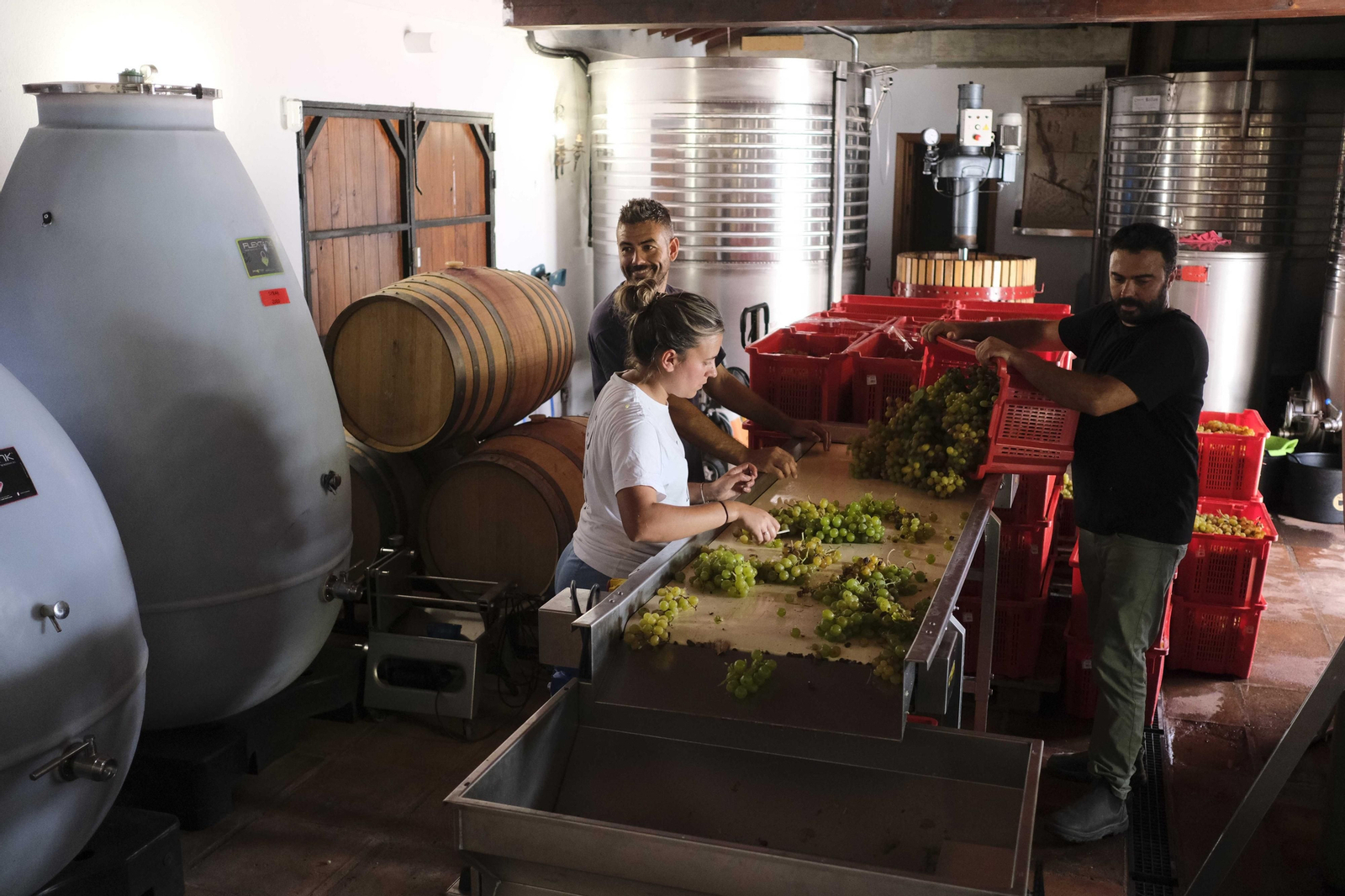 La vendimia de la Serranía de Ronda, en fotos.