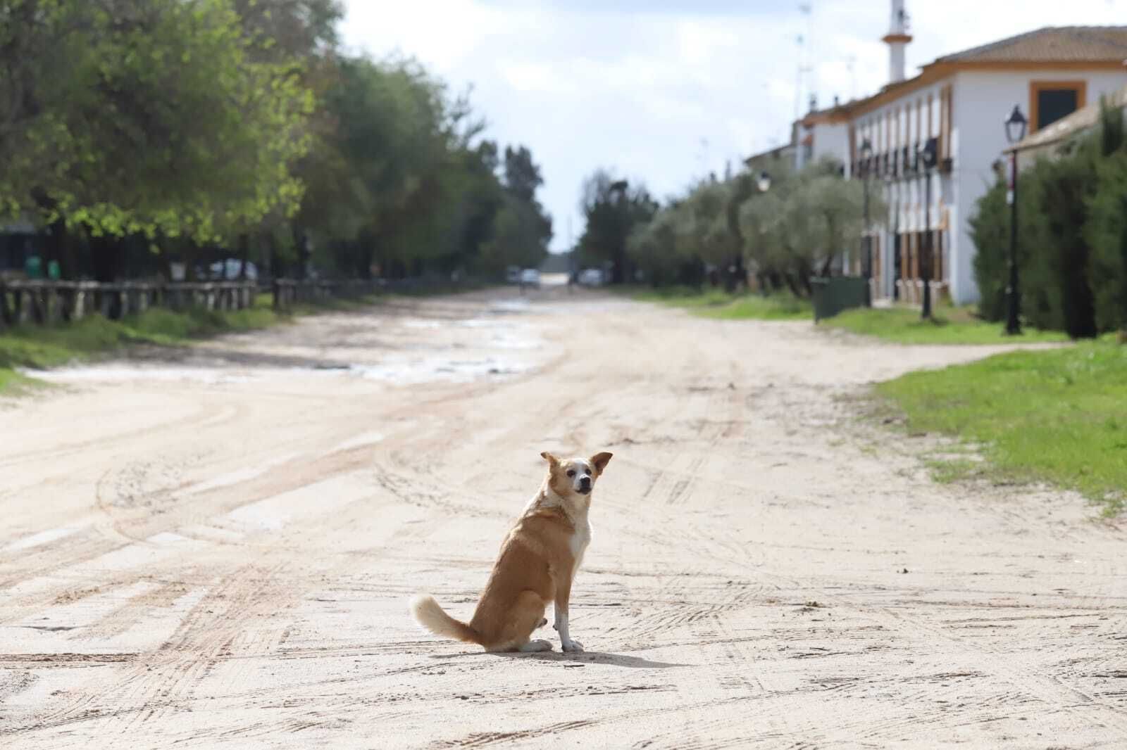 Imágenes del Rocío desierto.