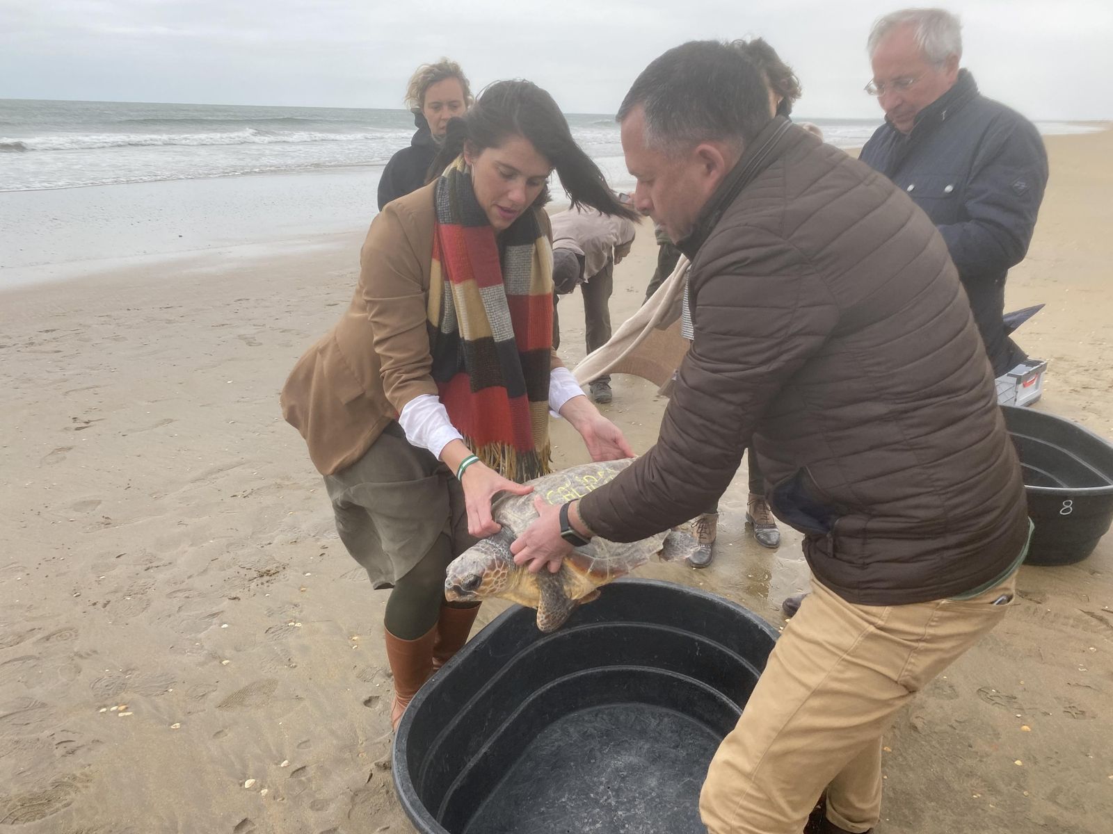 Liberación de uno de los ejemplares rescatados por pescadores de la provincia de Huelva.