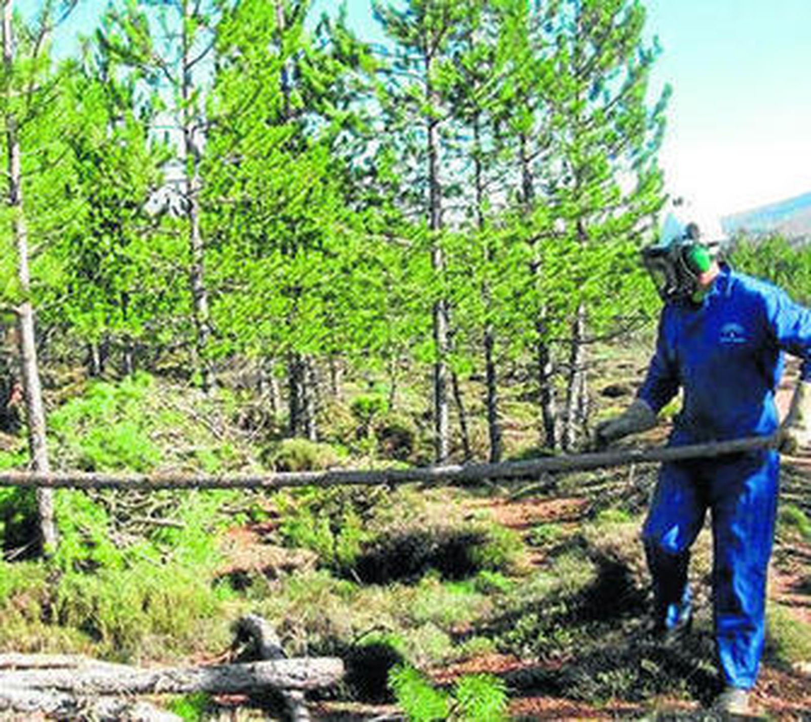 Una de las actividades del Plan de Choque Forestal.