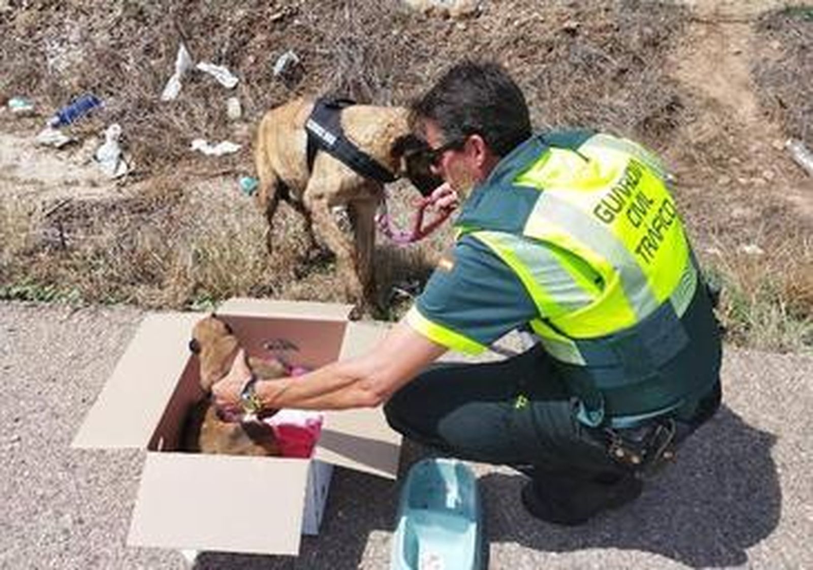 La Guardia Civil rescata una camada de ocho cachorros de mastín y su madre en la A-4