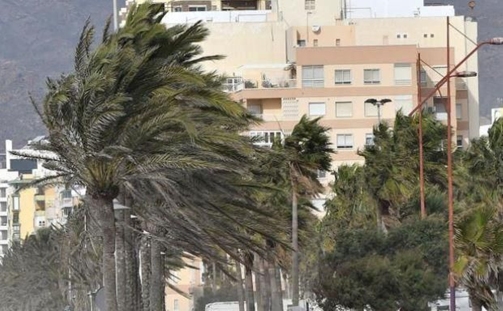 Palmeras en El Zapillo.