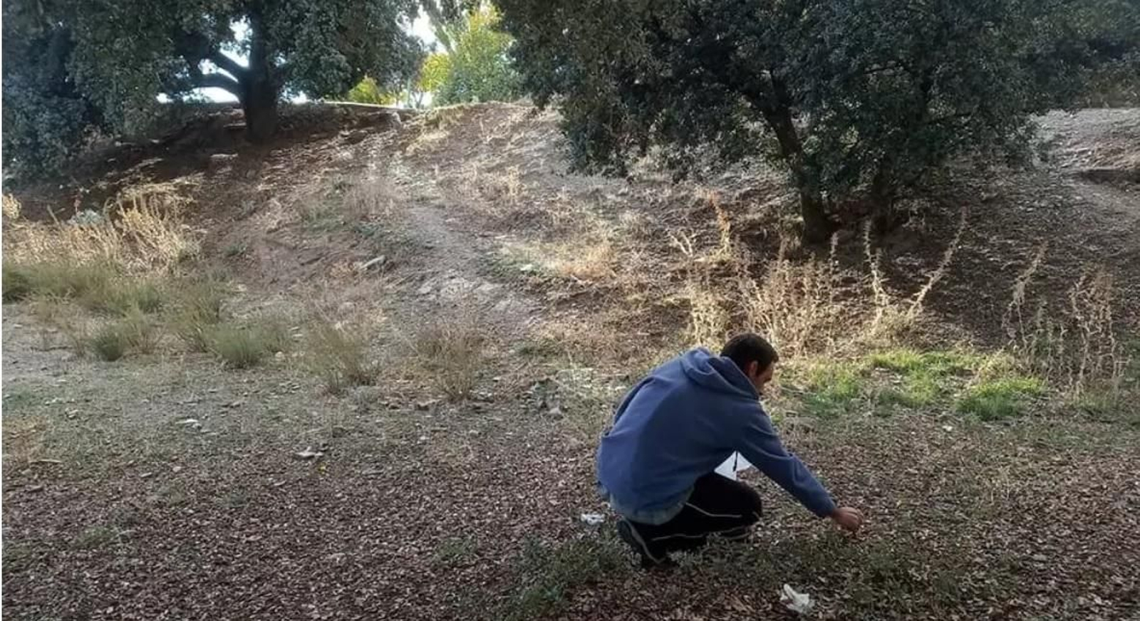 Recogiendo bellotas en la Sierra de los Filabres.