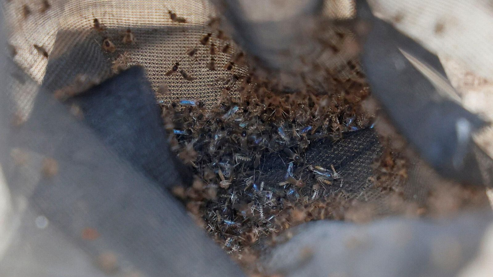 Detalle de los mosquitos ‘cazados’ en una de las trampas en la localidad.