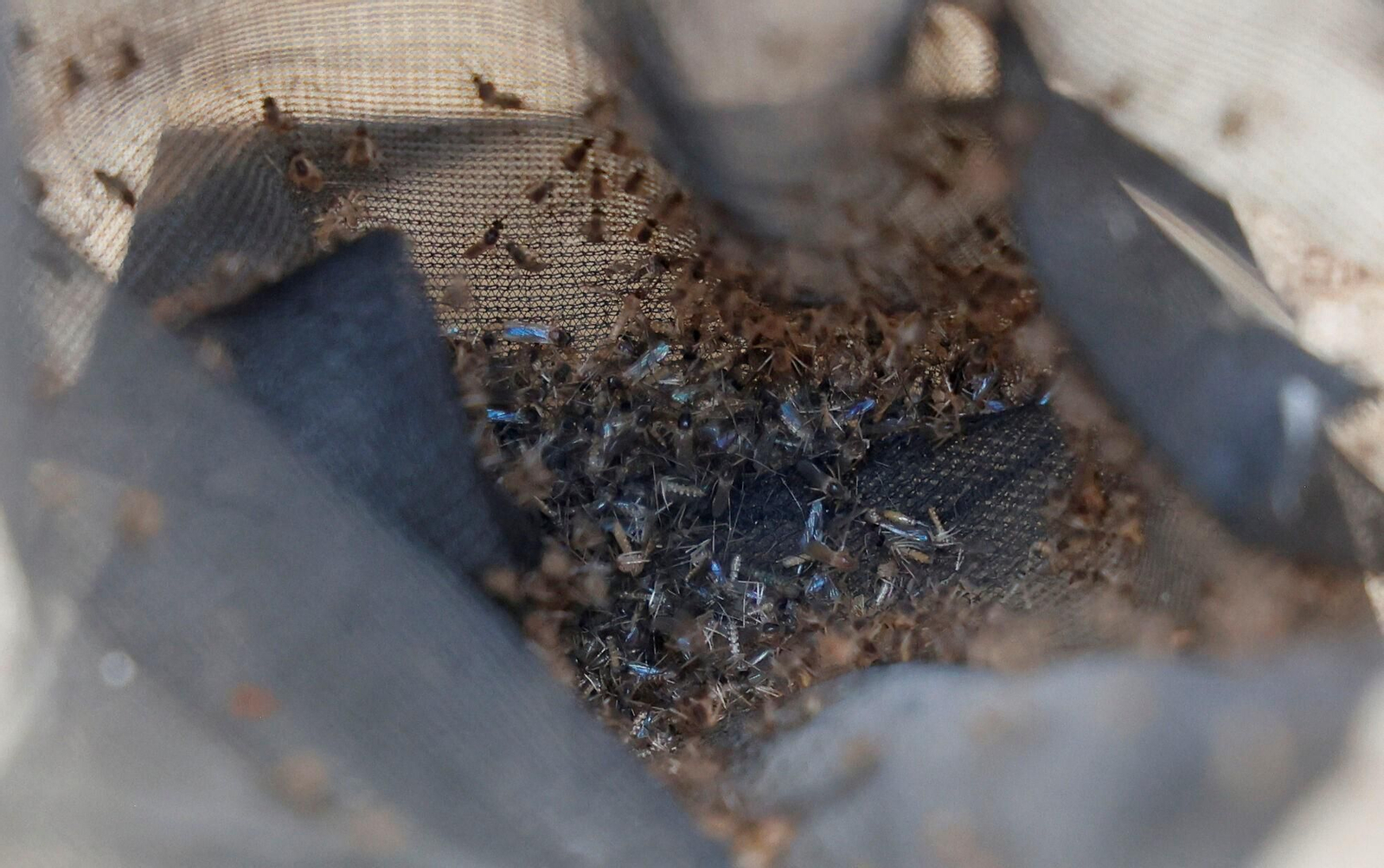 Detalle de los mosquitos ‘cazados’ en una de las trampas en la localidad.
