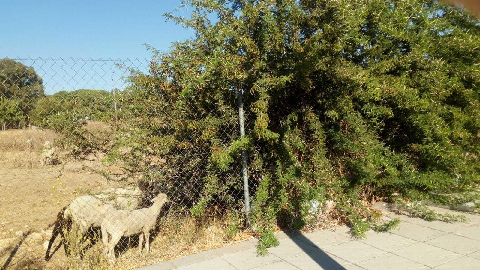 La maleza cubre buena parte de algunas aceras, como se aprecia.