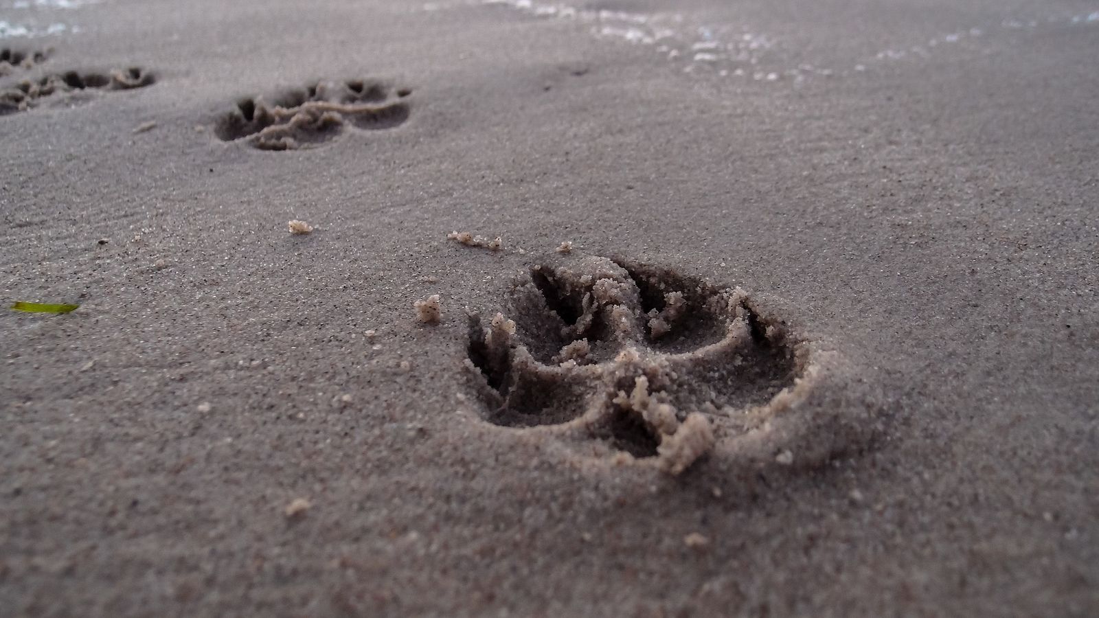 La Concha es la primera playa canina de la comarca