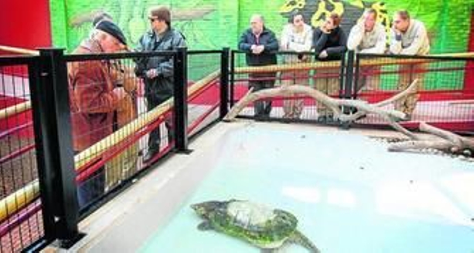 La tortuga caimán es una de las especies que se pueden presenciar en el nuevo área de reptiles.