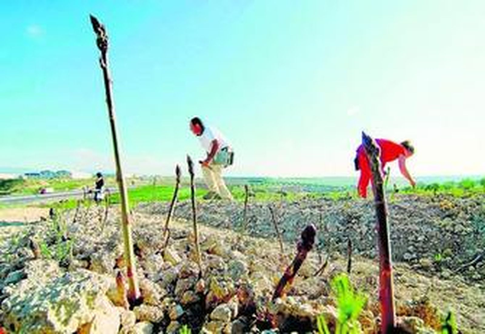 Agricultores recogen los espárragos que han alcanzado una determinada altura.