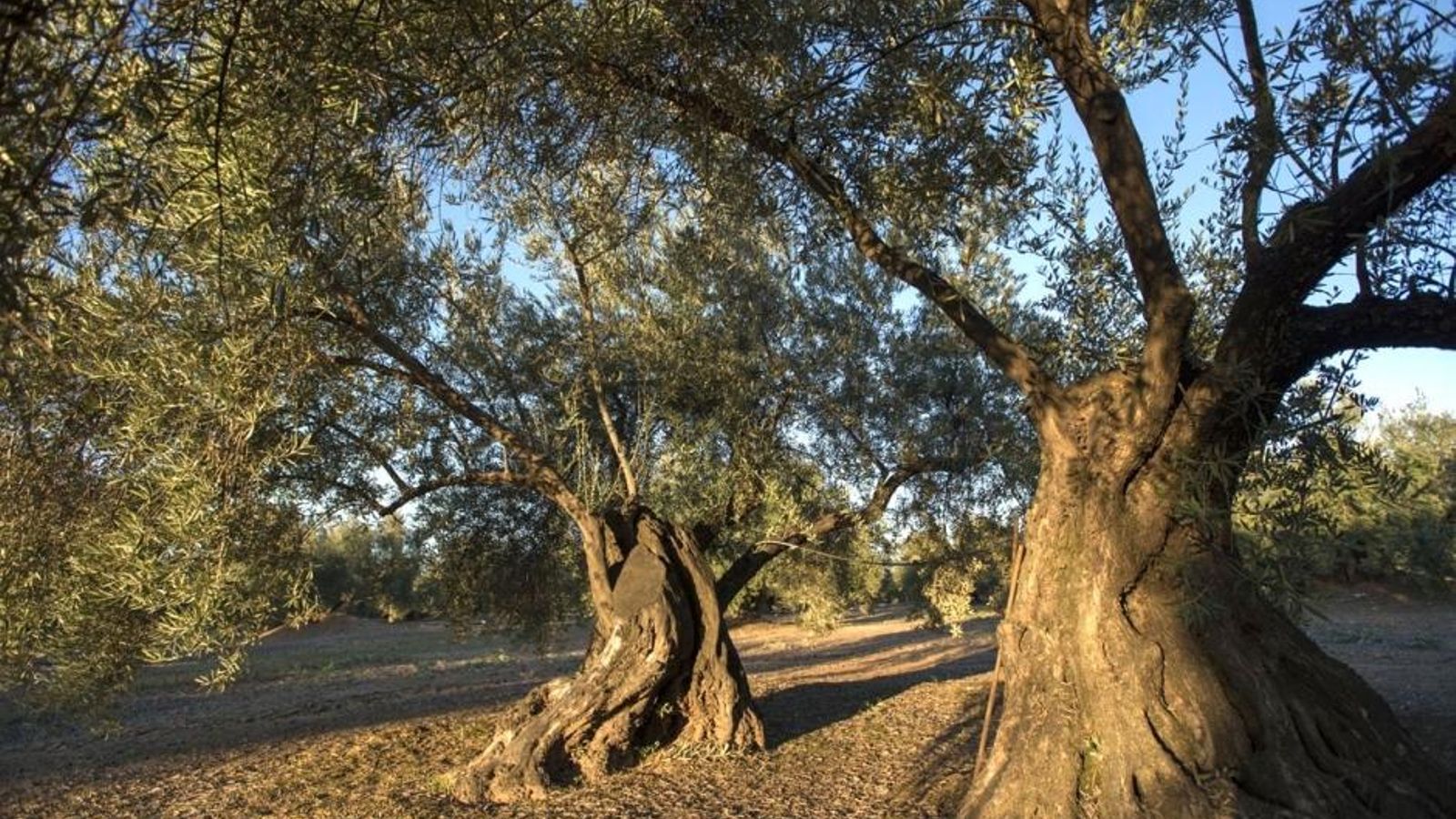 Olivar centenario del Llano de Motril en Martos. Olivar centenario del Llano de Motril en Martos.