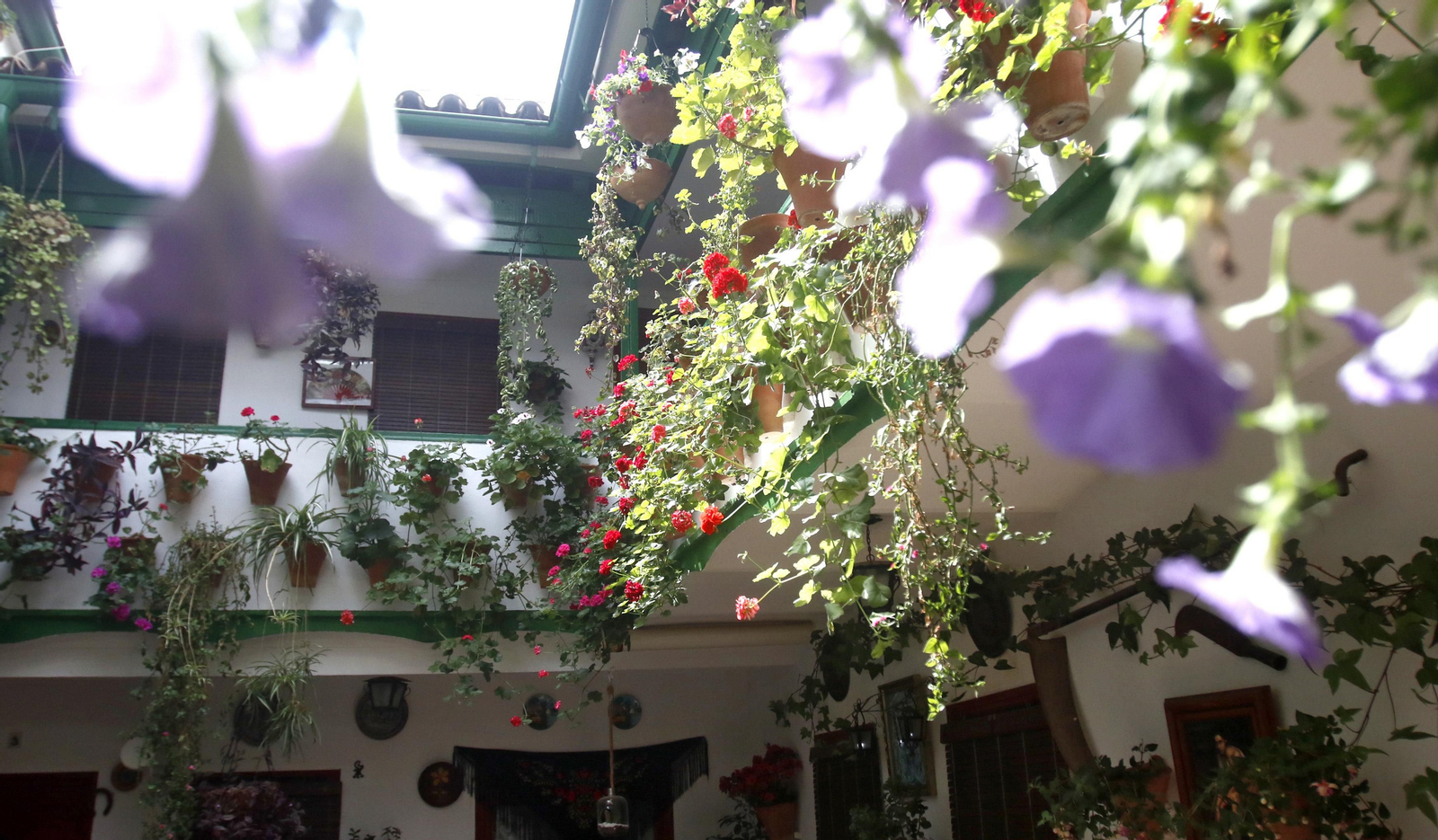 Ruta Regina - Realejo de los Patios de Córdoba, en imágenes